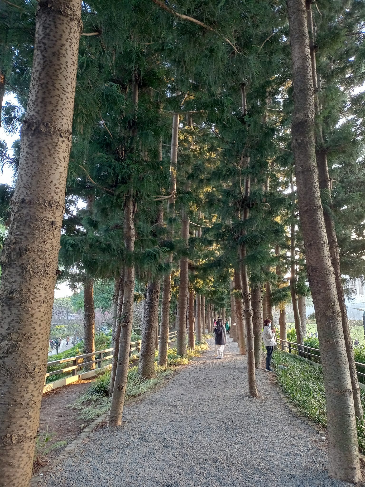 南洋杉碎石步道