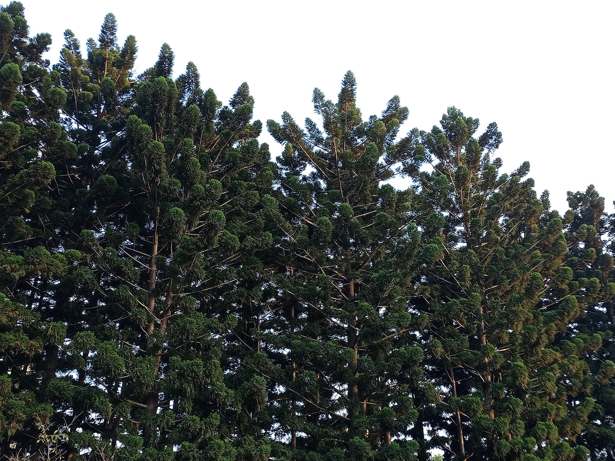 南洋杉碎石步道