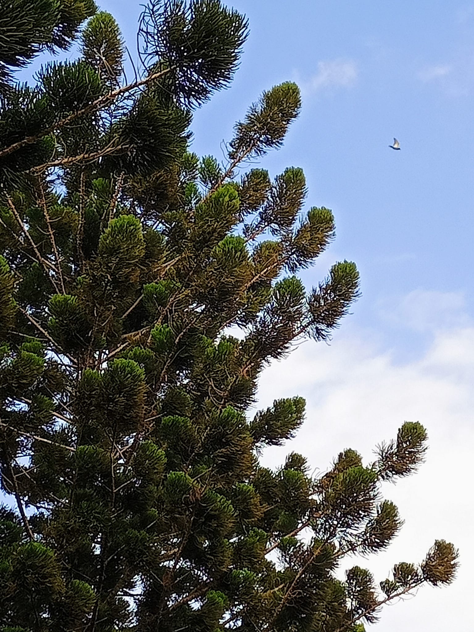 南洋杉碎石步道