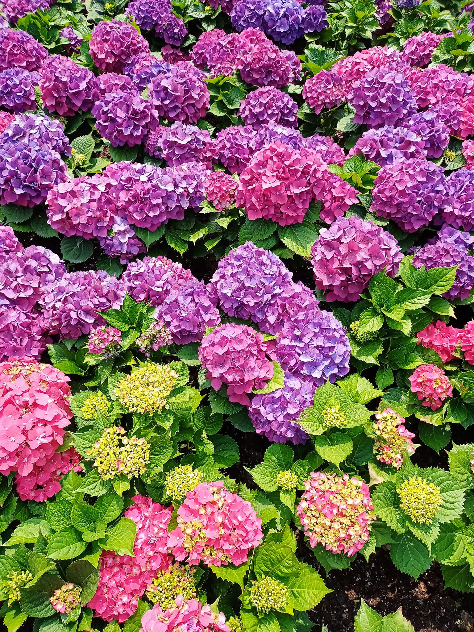 賞繡球花，會八仙