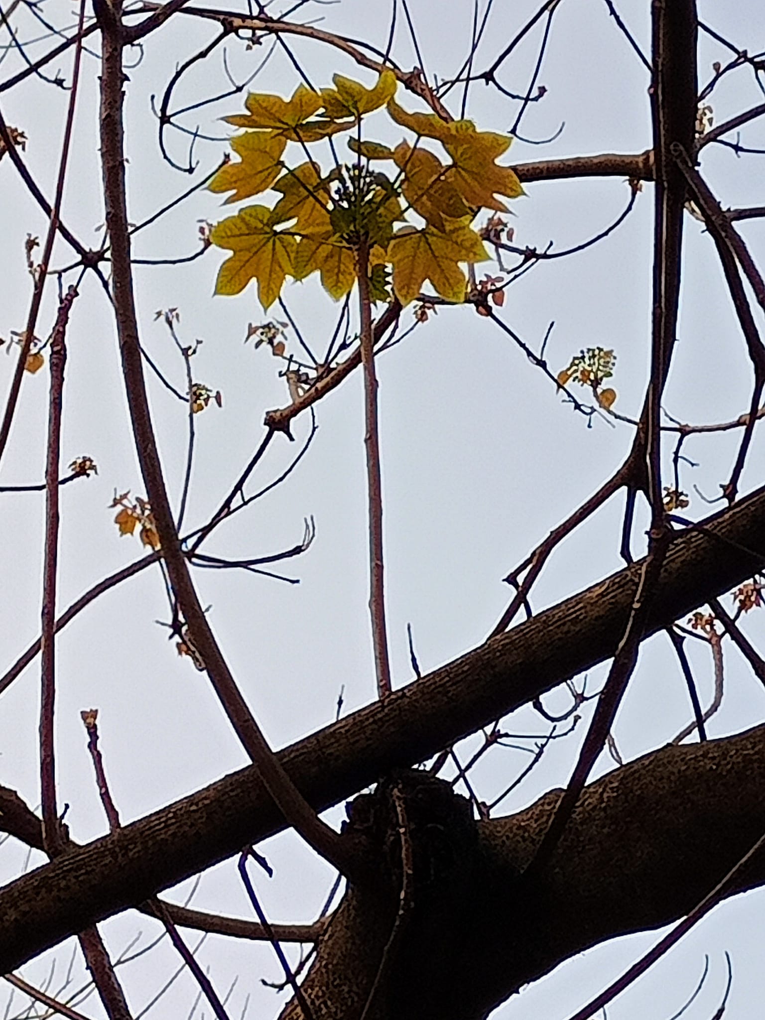 千年桐，一簇新葉