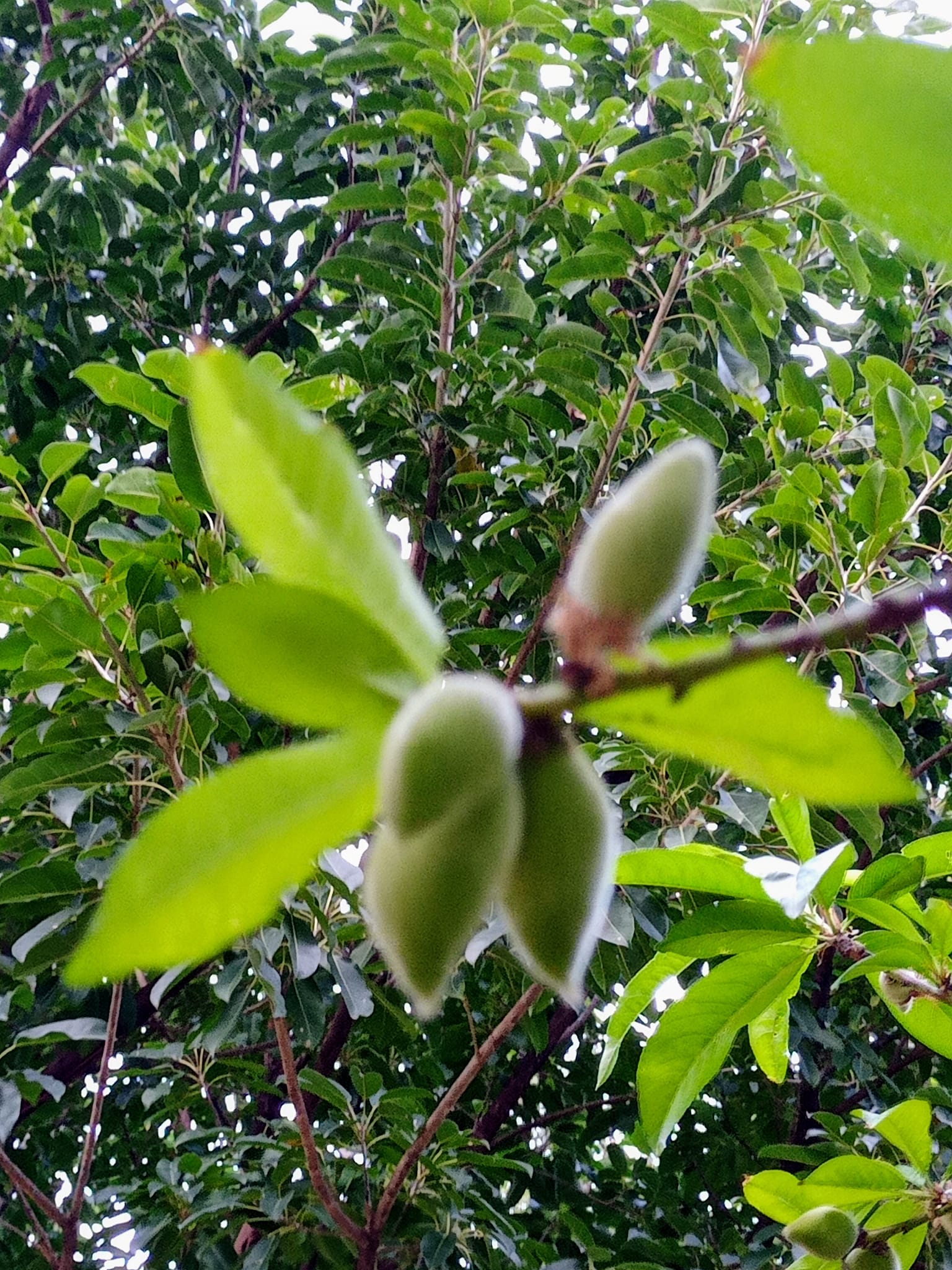 一枝多桃，好兆頭