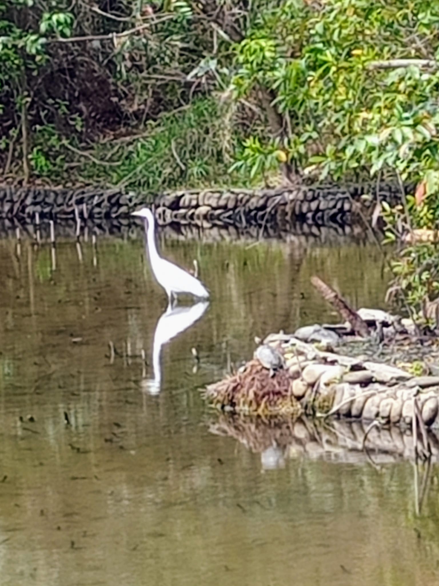 謀定而後動珍稀鳥大白鷺鷥