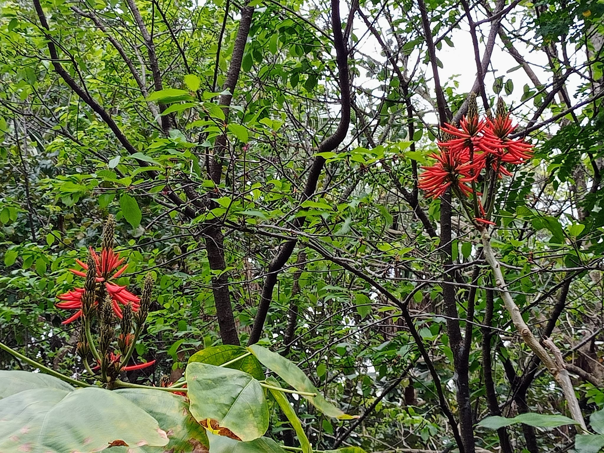 美麗刺桐綻放紅艷花朵