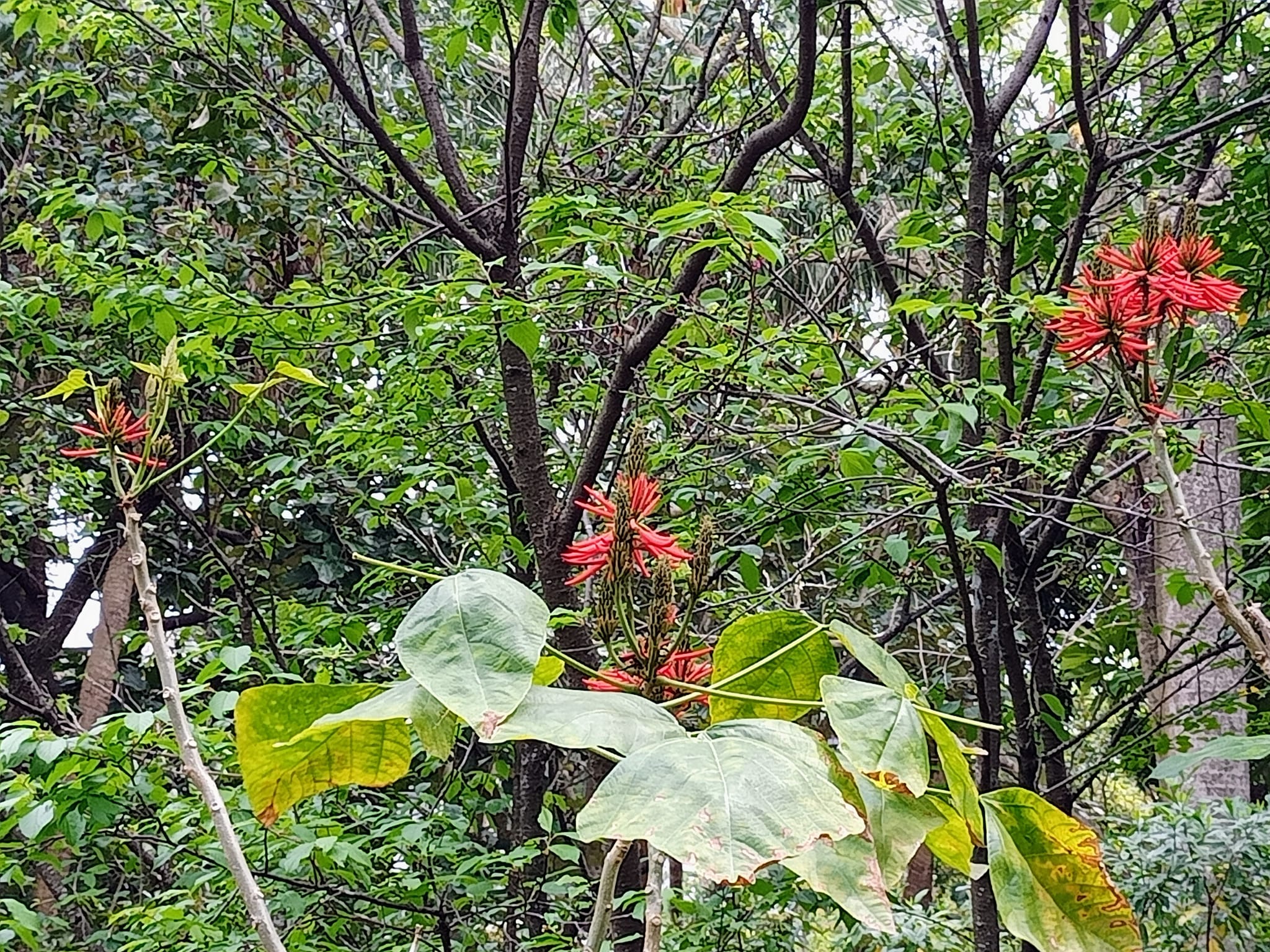 美麗刺桐綻放紅艷花朵