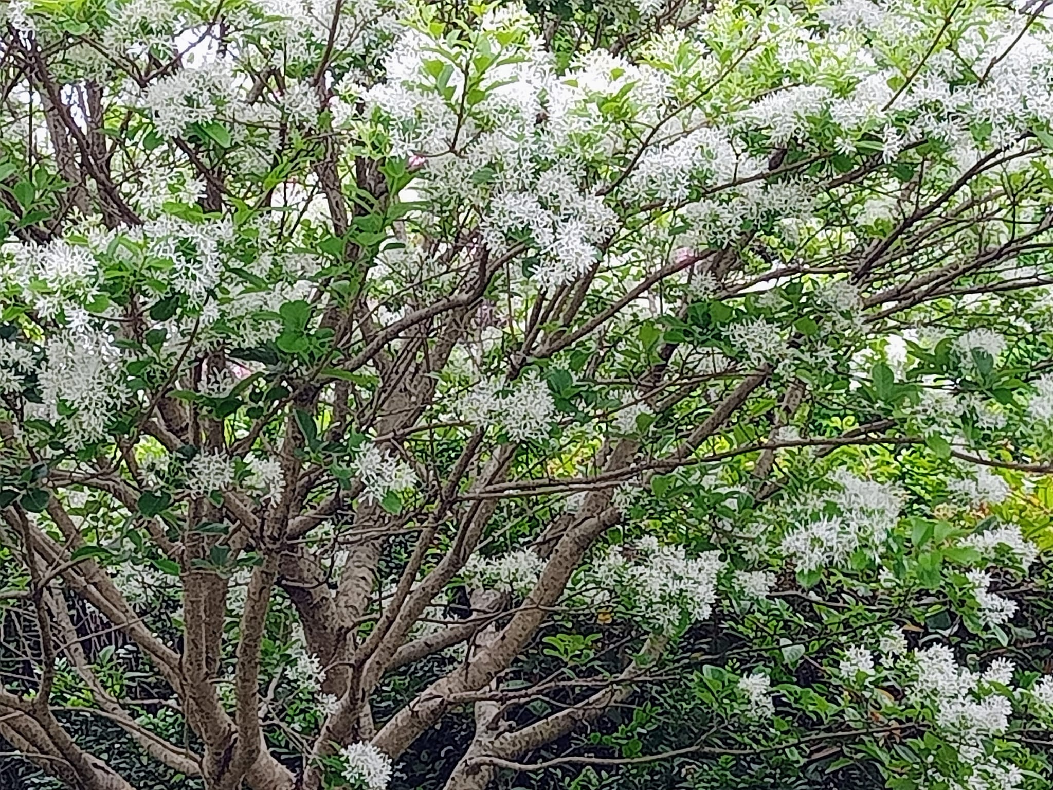 “四月雪”提前報到