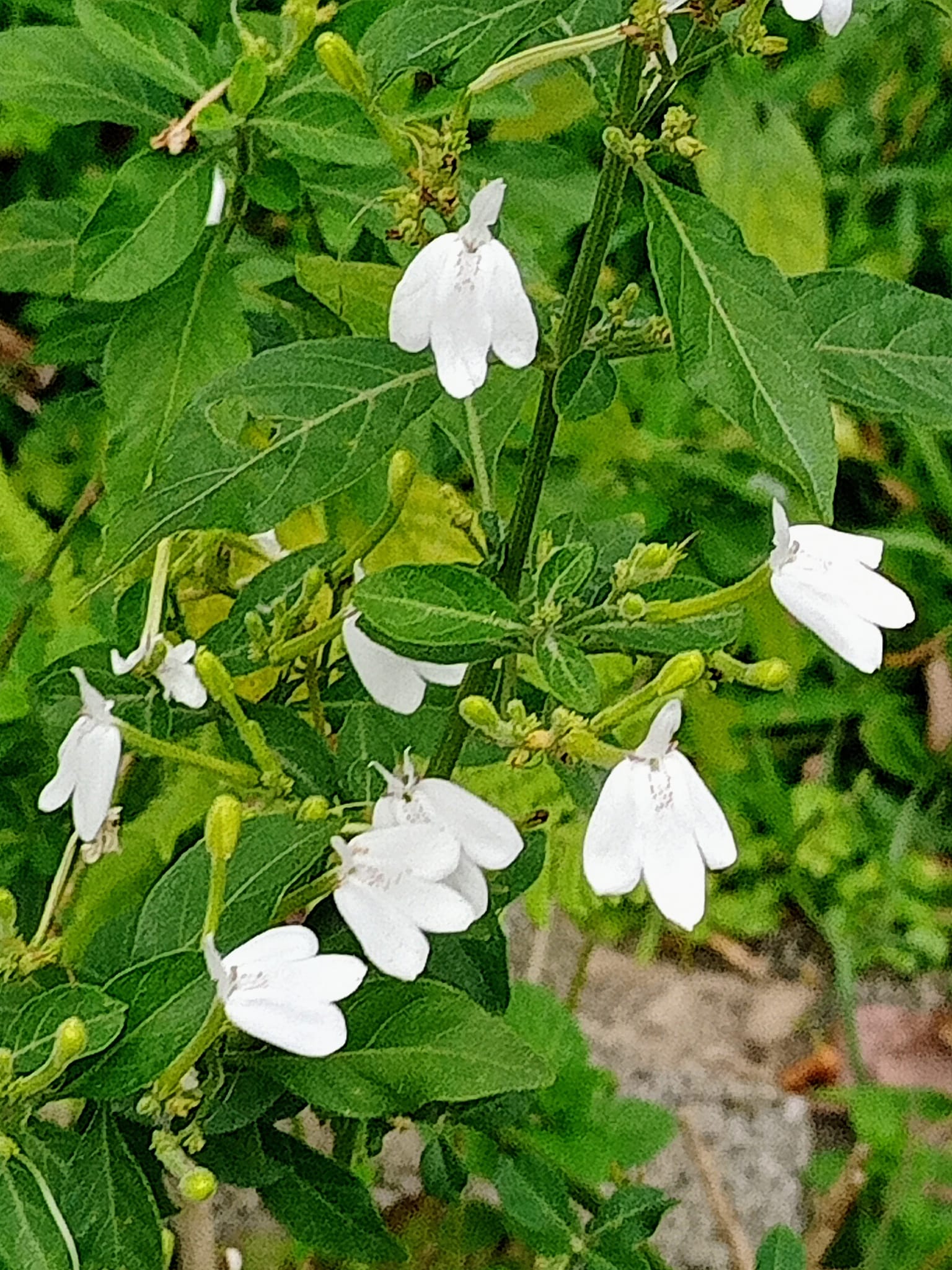 奇，白鶴靈芝花