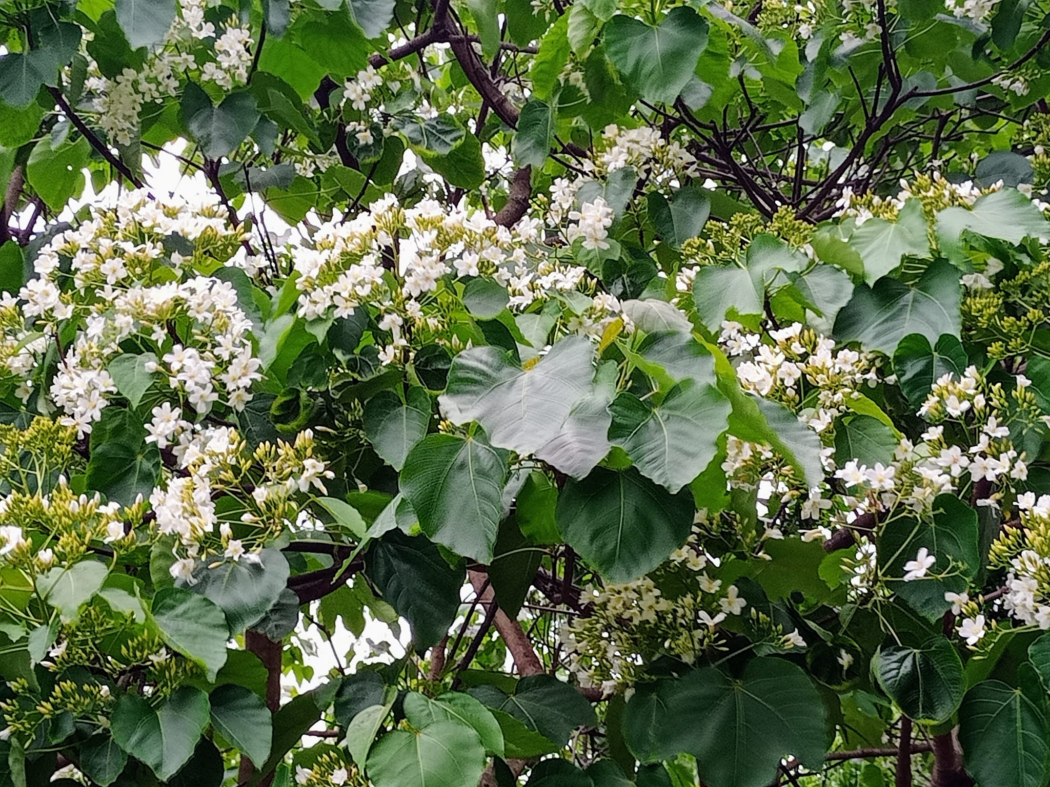千年桐，飄“五月雪”