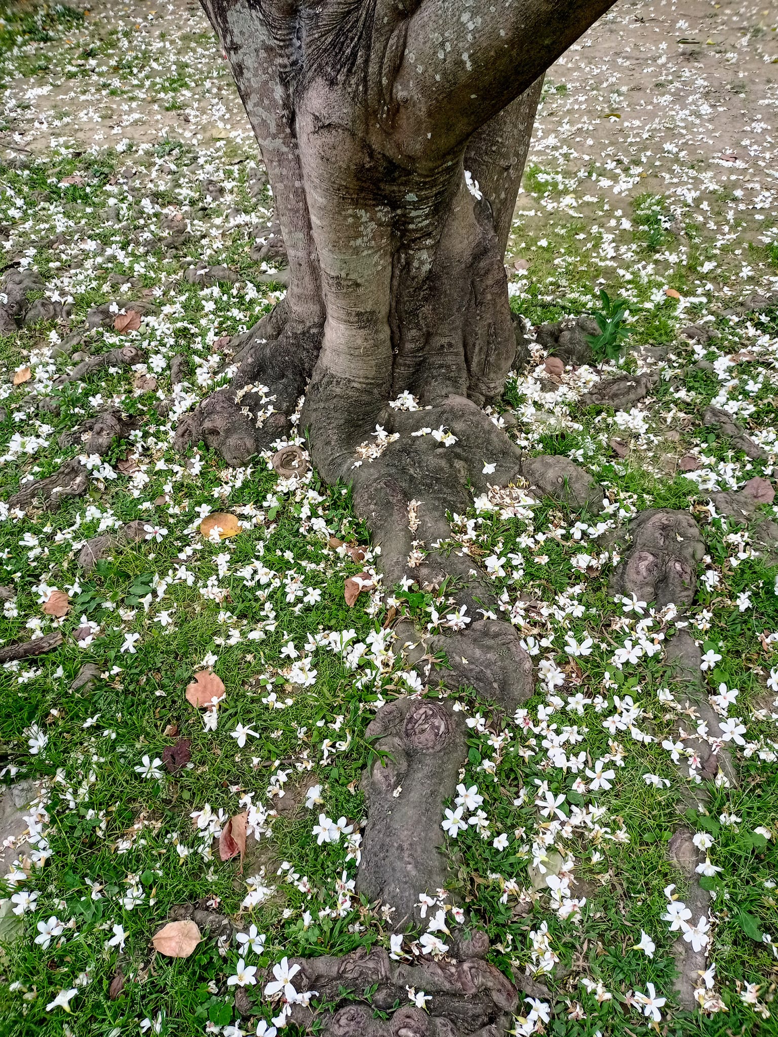千年桐，飄“五月雪”