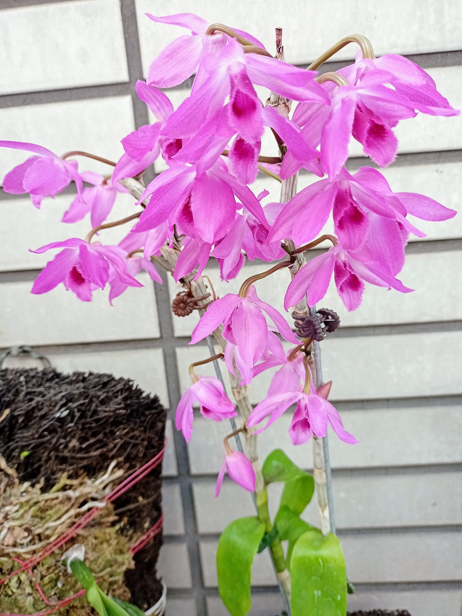 瀑布蘭開花，讚