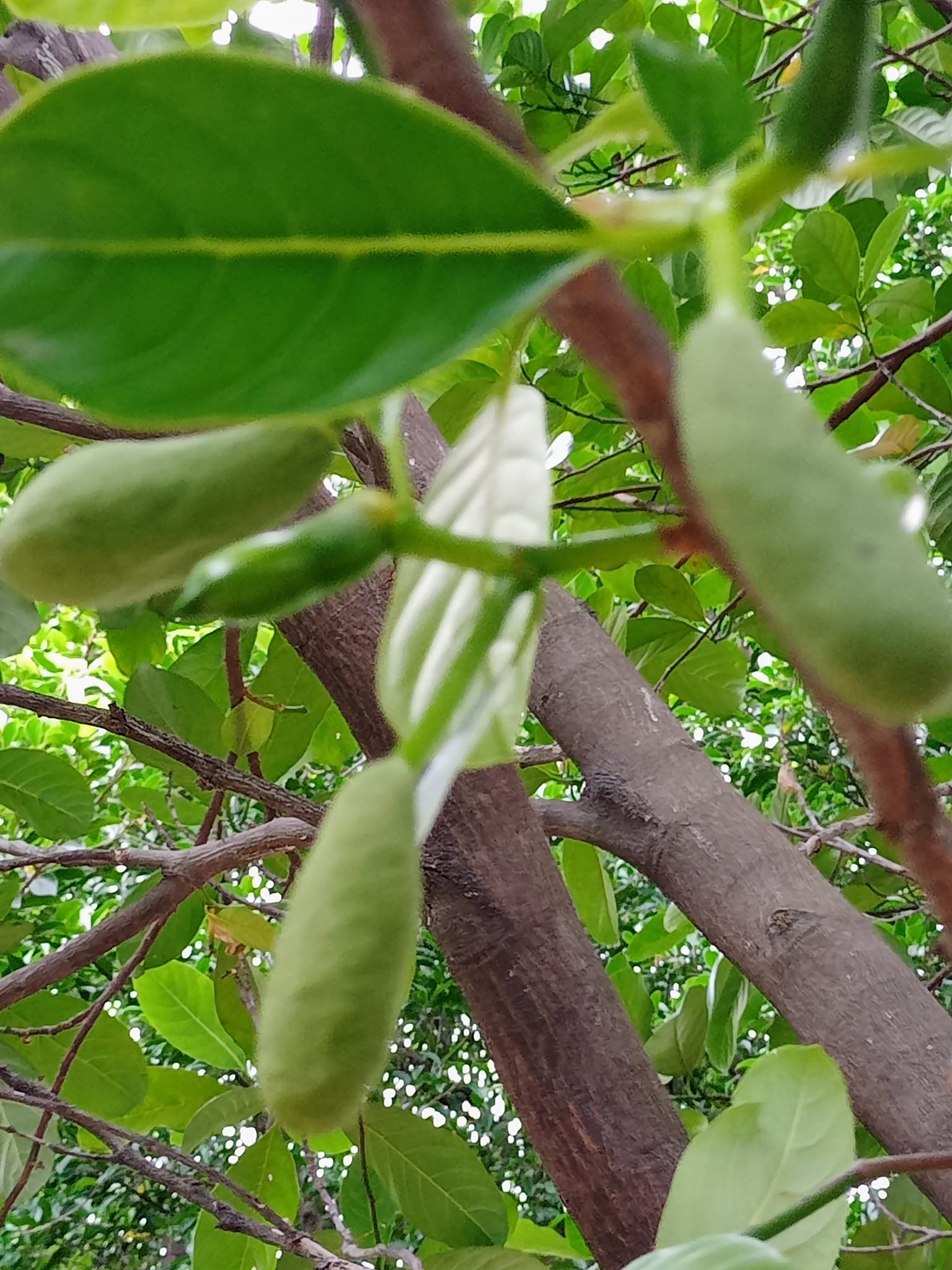 喜見波羅蜜結果了