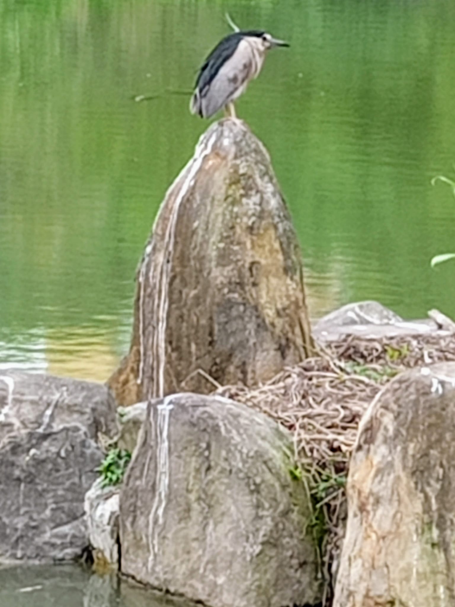 這鳥，謀定而後動