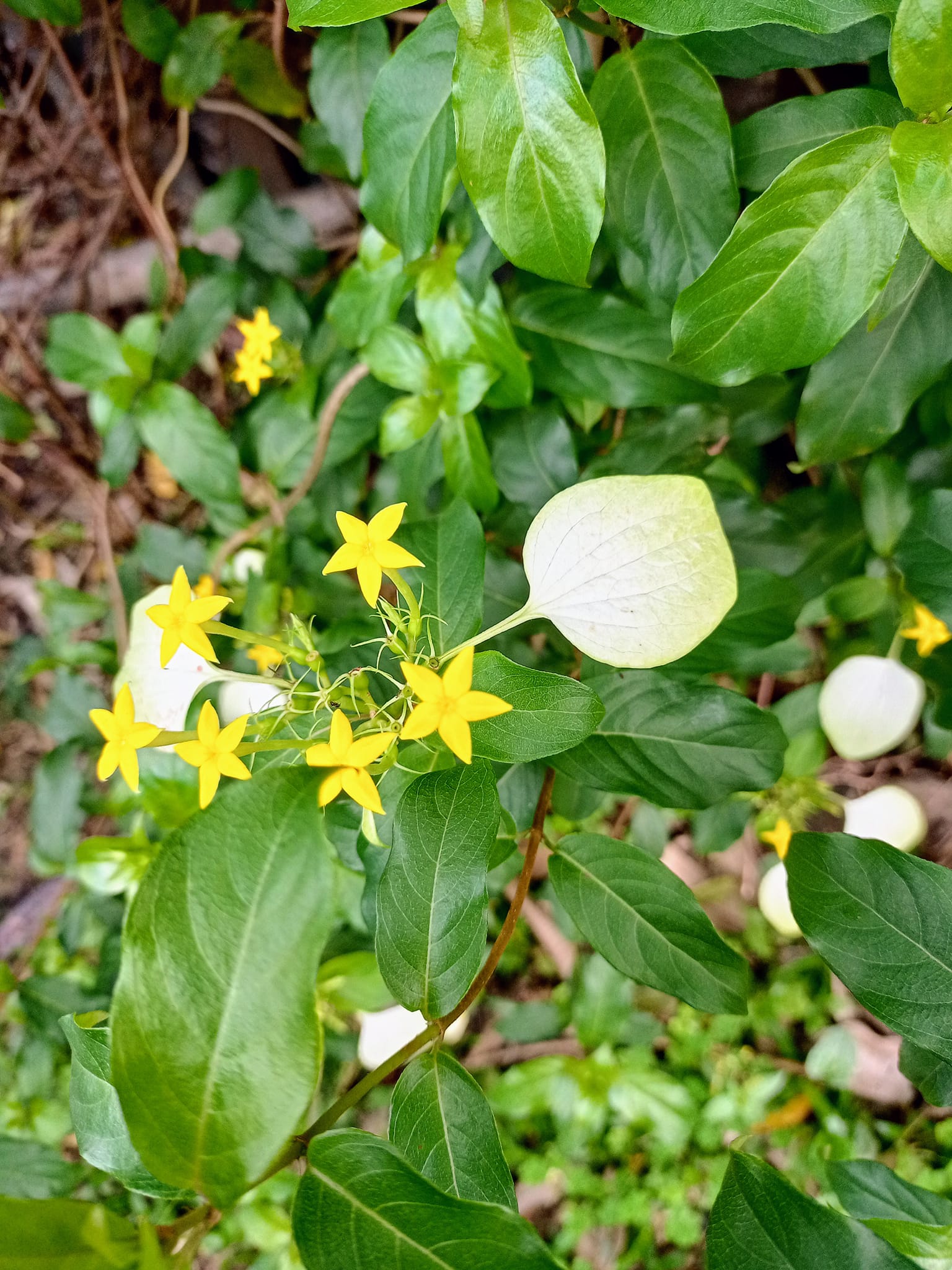 名字超貴氣台灣玉葉金花