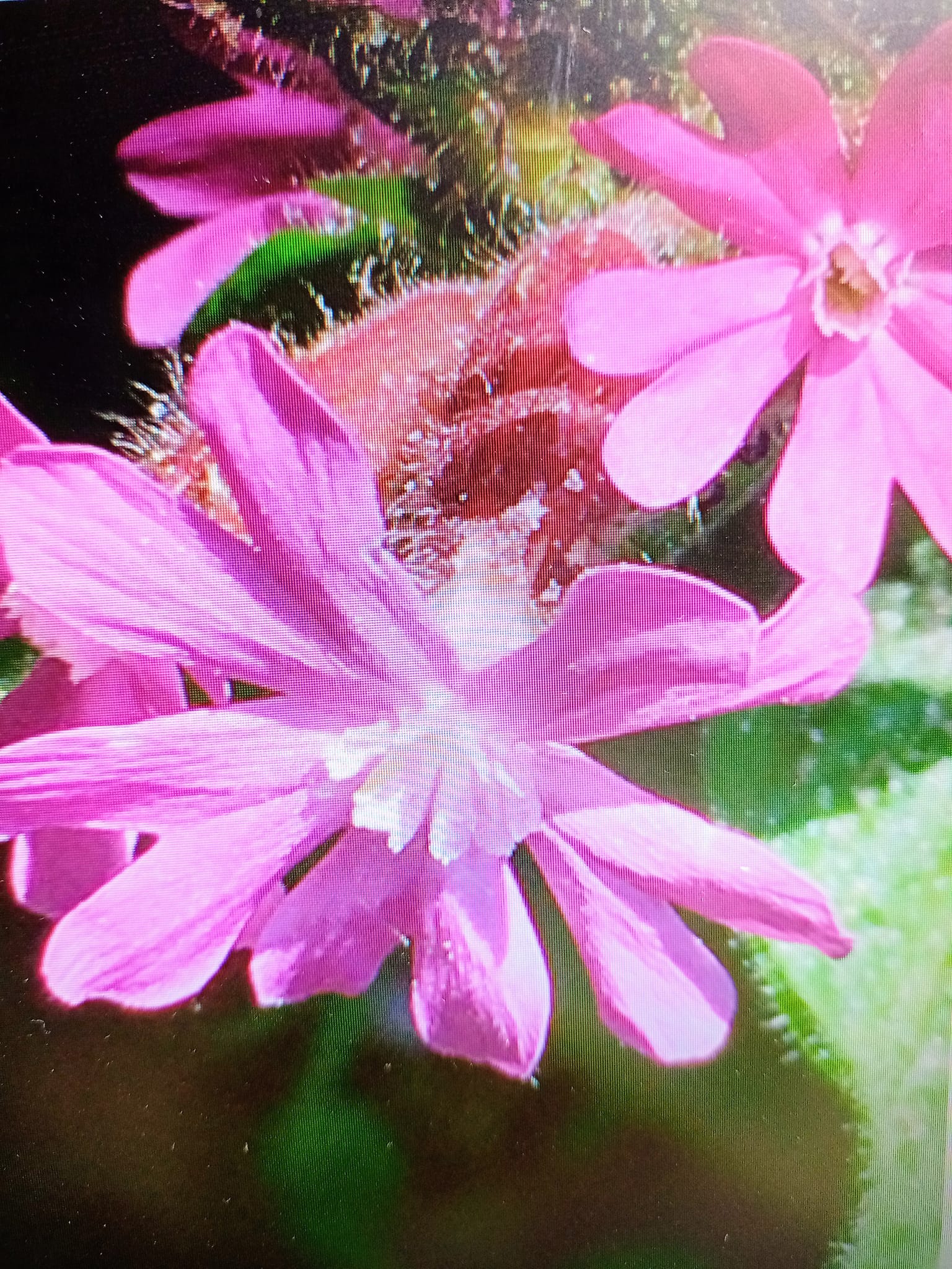 迎來五一想唱“紅石竹花”