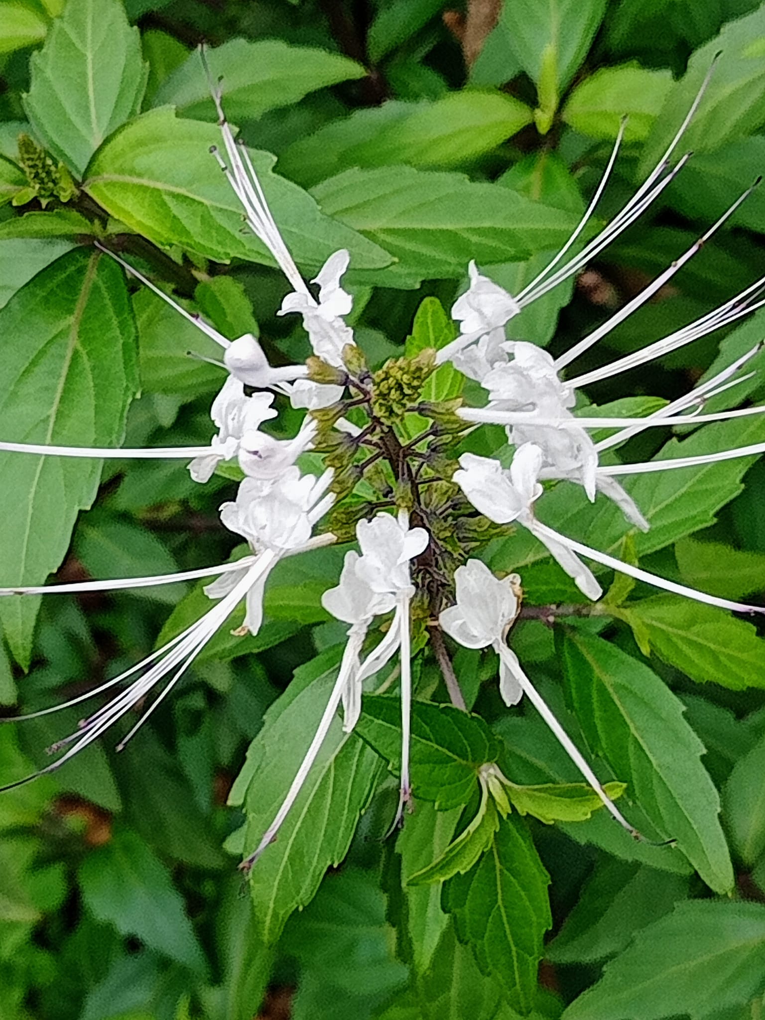 酷喔！貓鬚草開花