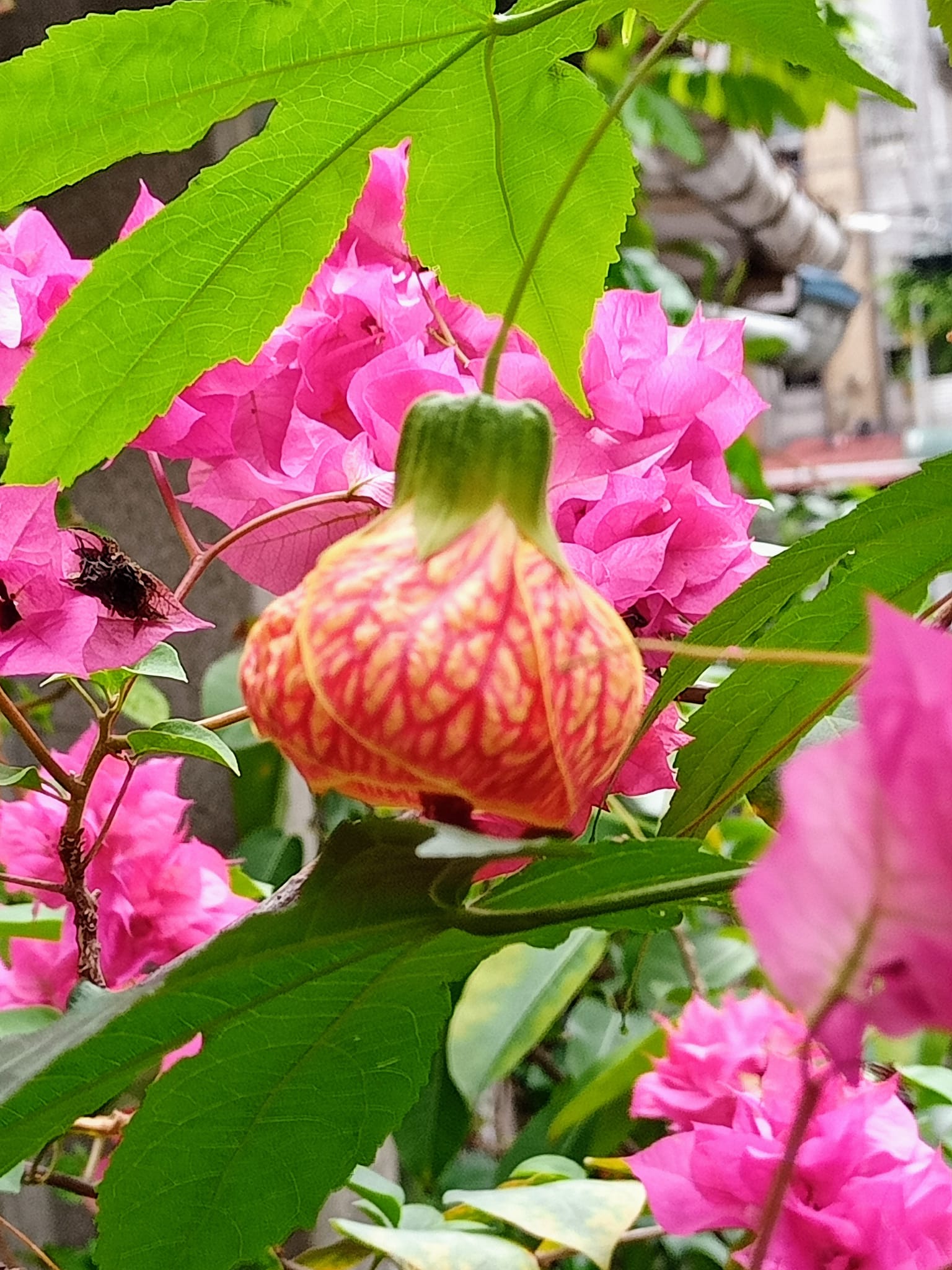 結緣中國燈籠花