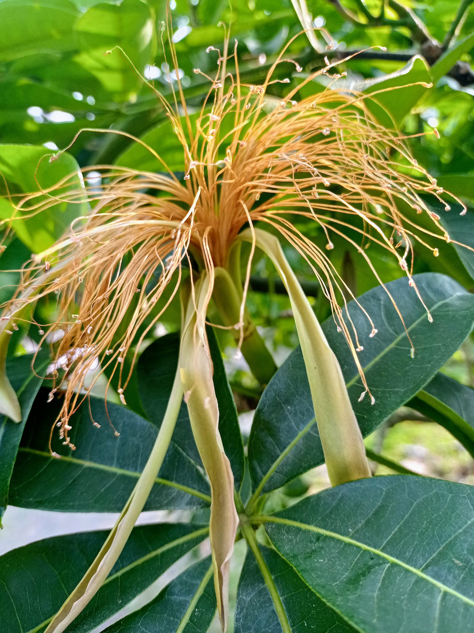 美麗的錯誤馬拉巴栗發財樹