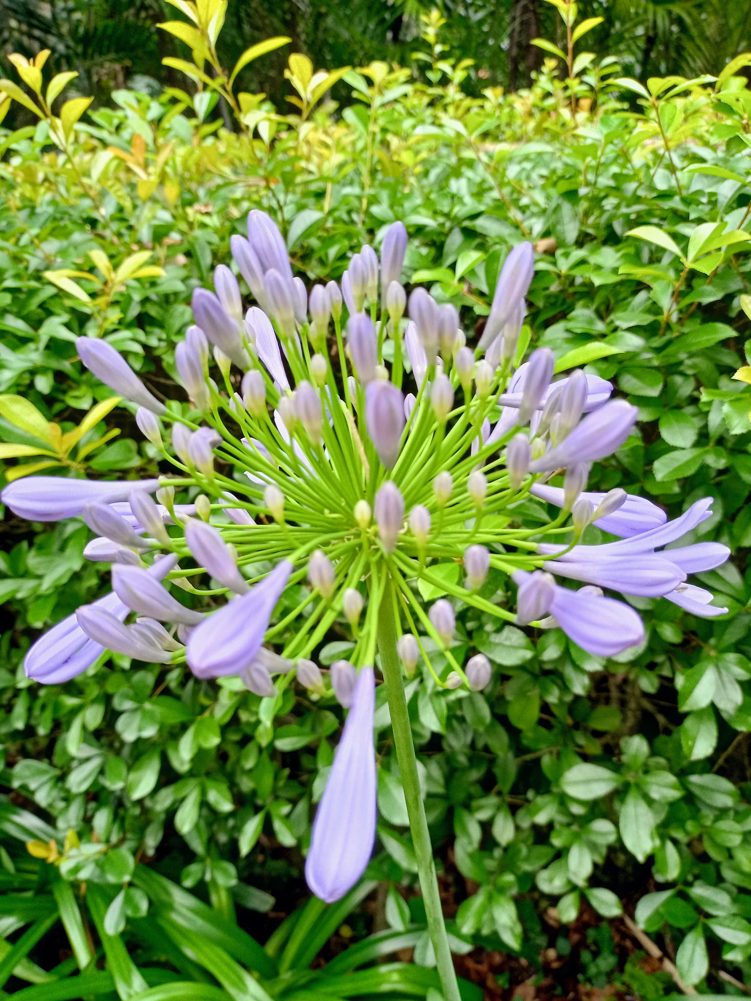 偶遇“愛情花”