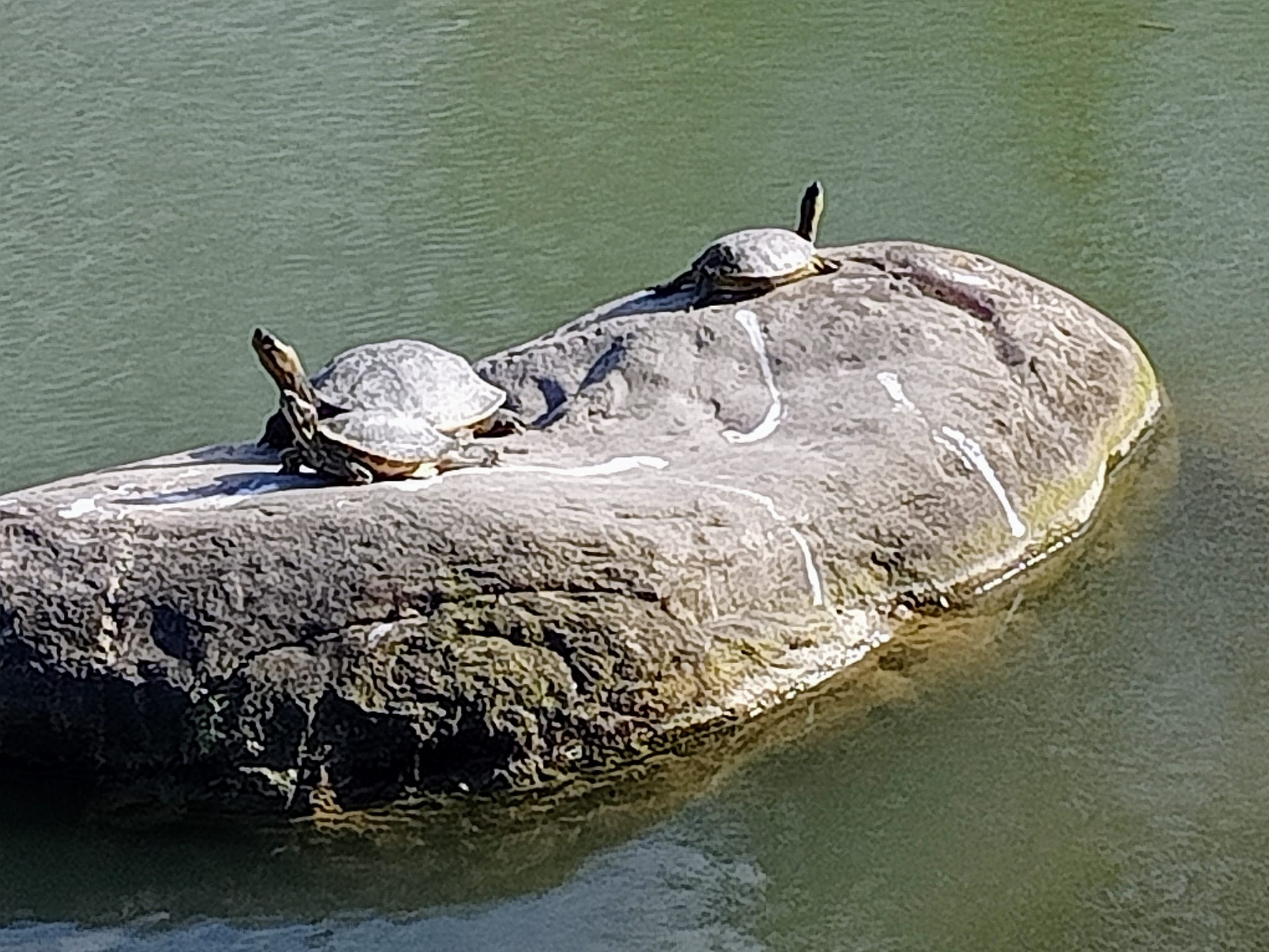 貴、閑、壽學習龜的寓意