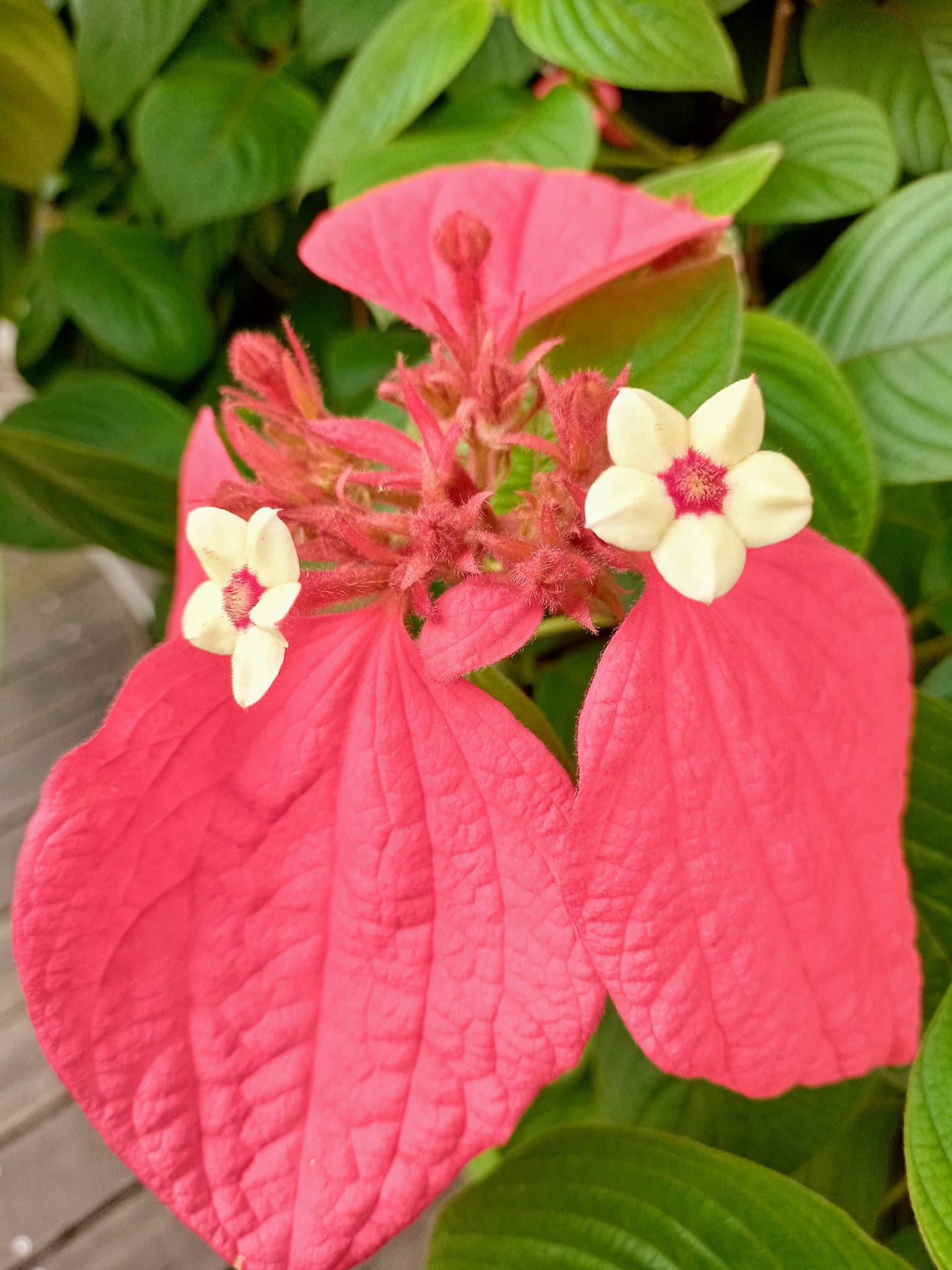 敬禮！五星將軍花