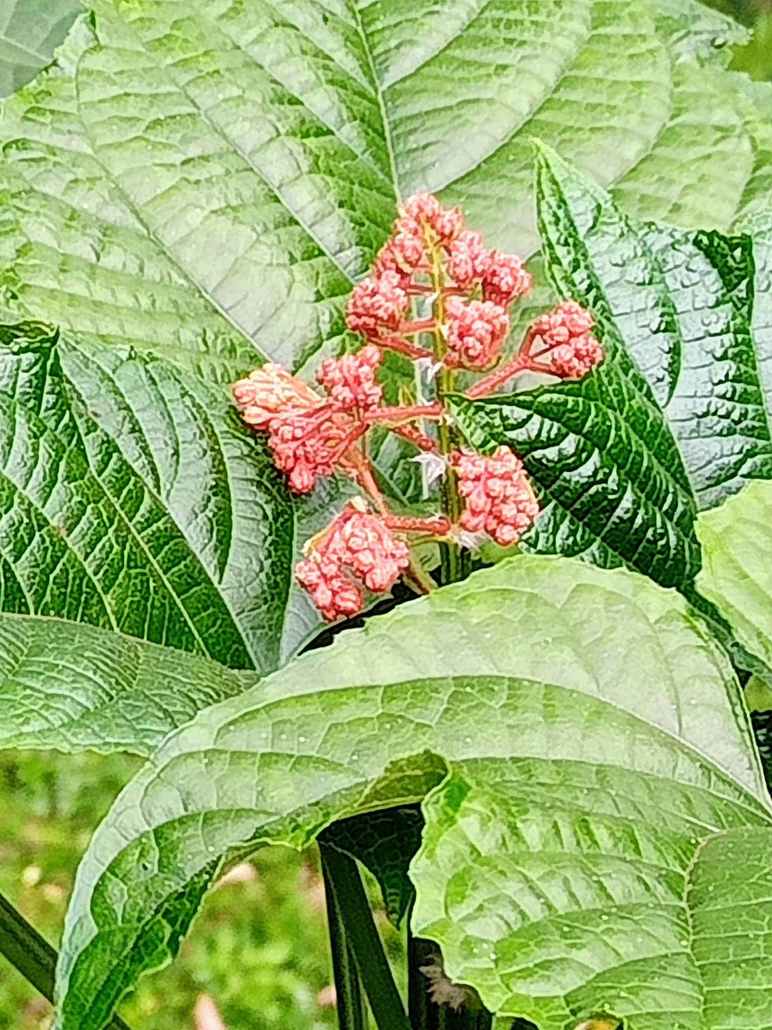 端午節未到龍船花先開