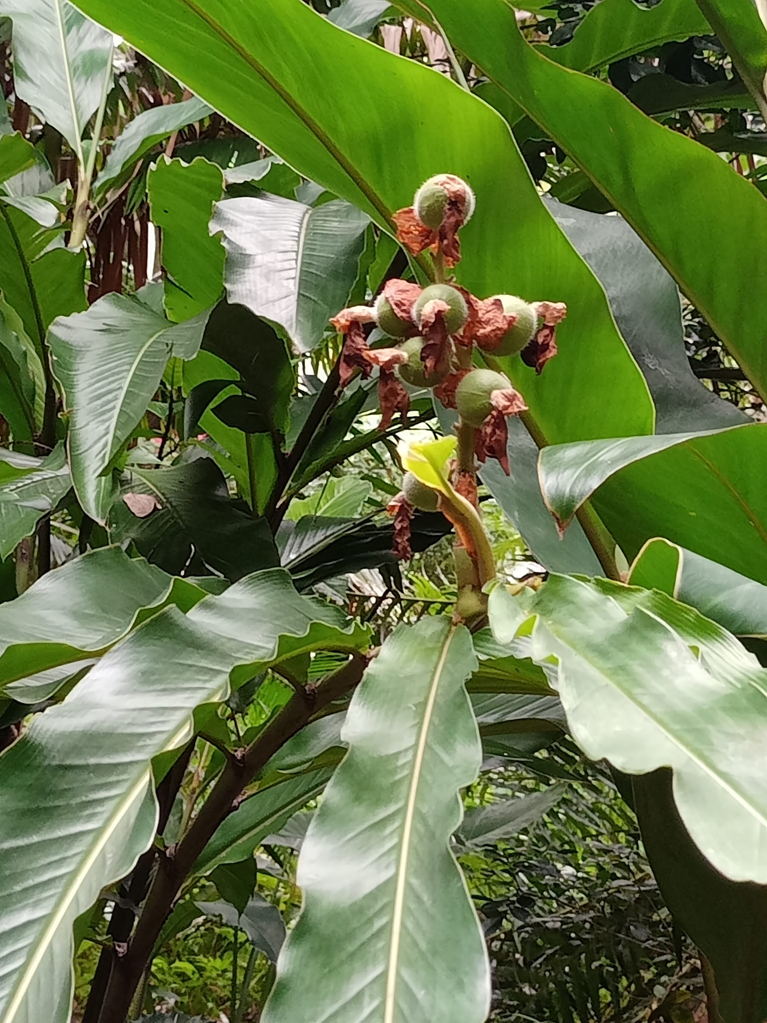 無關月亮和桃子