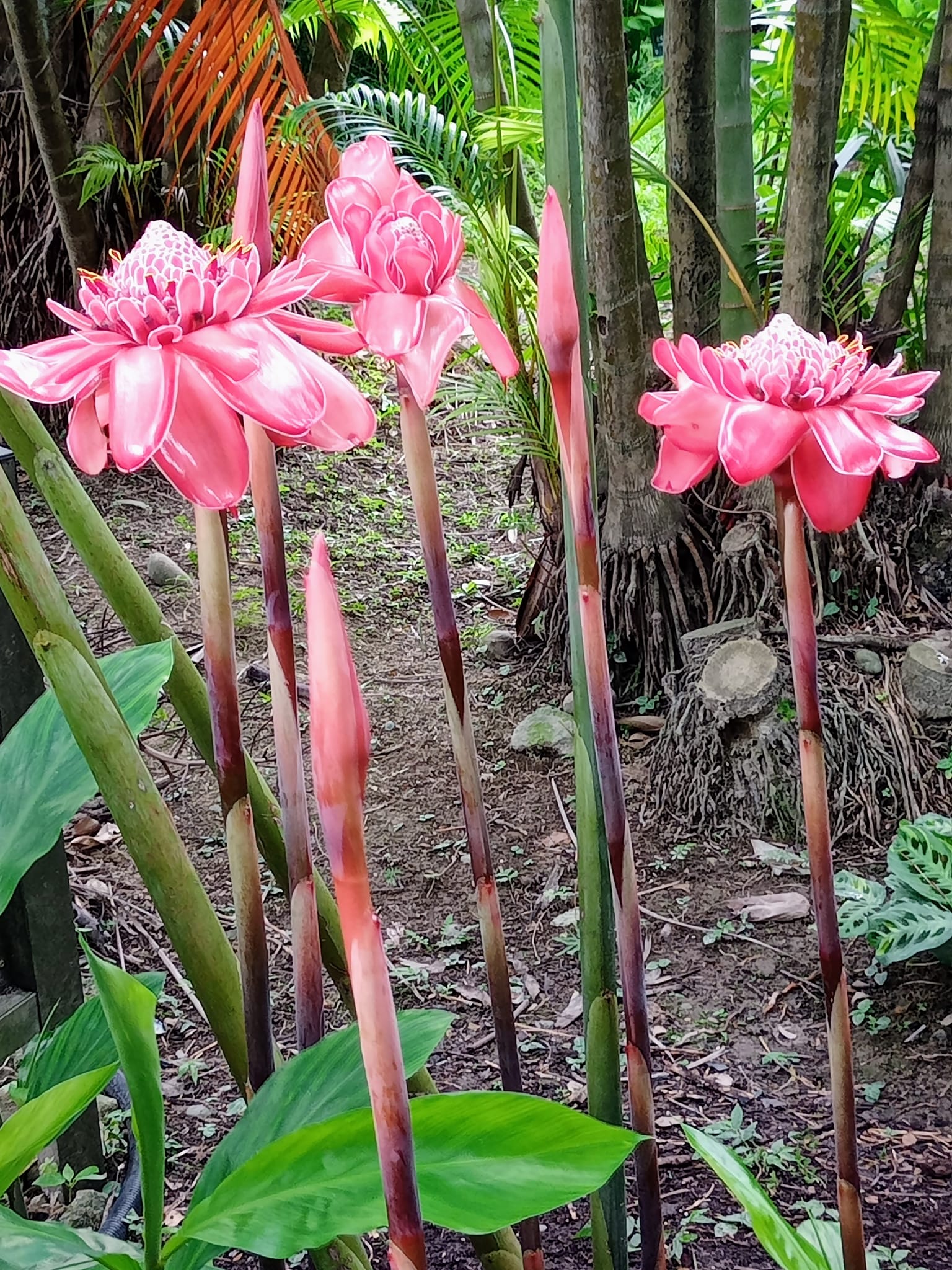 火炬薑照穿闇黑角落