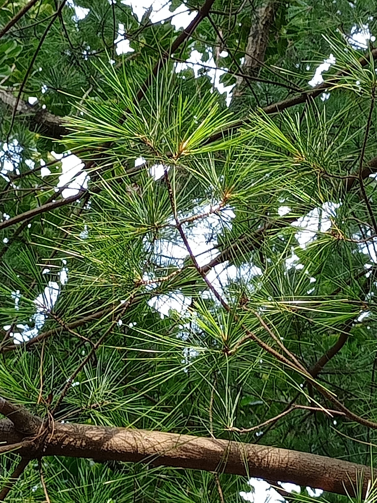 讚嘆台灣五葉松