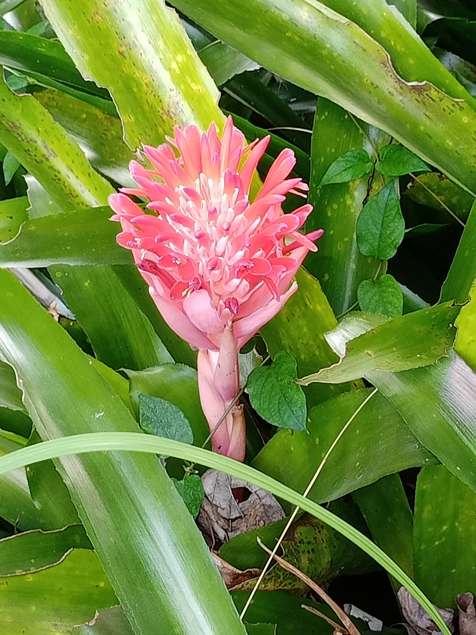 水火同源？神奇的紅筆鳳梨