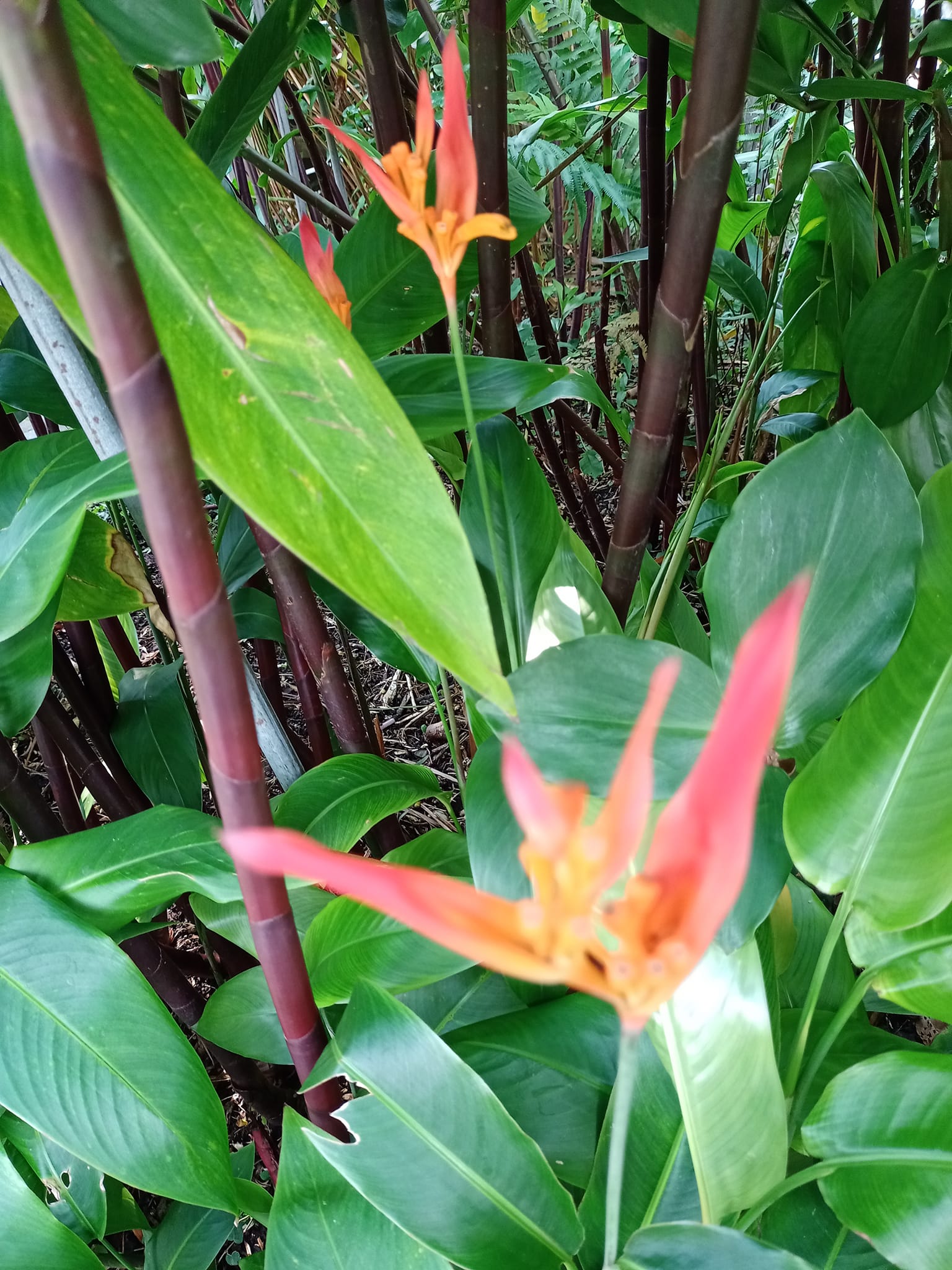 喜見“小天堂鳥”