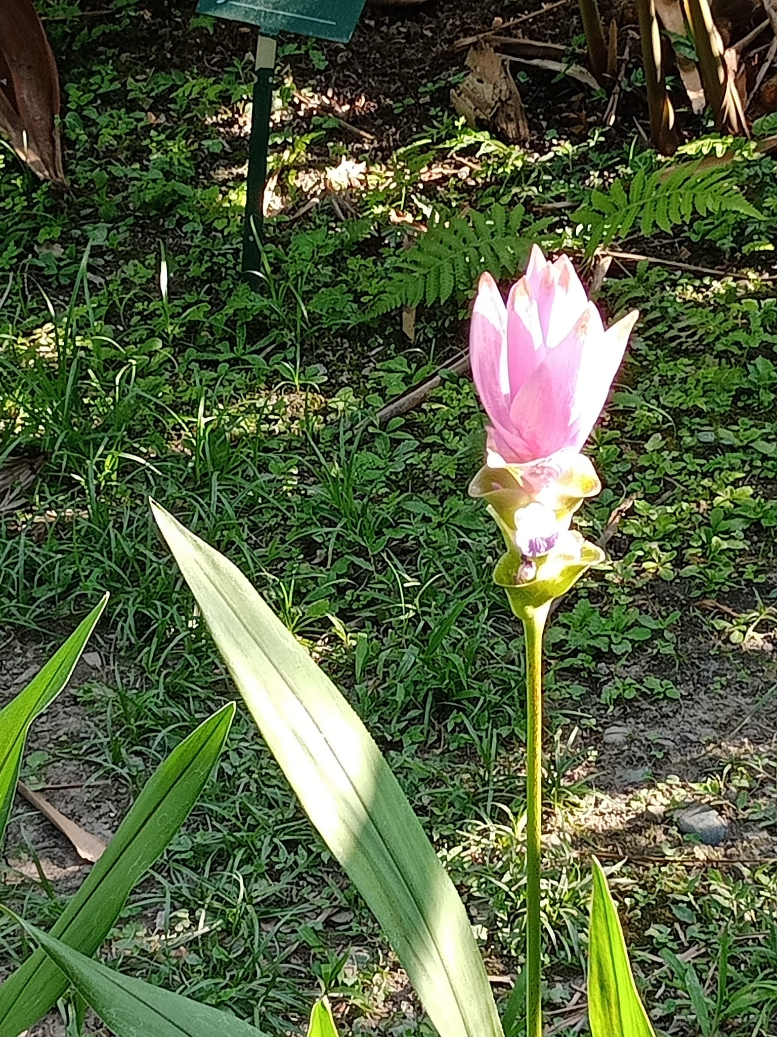 驚，地上長荷花