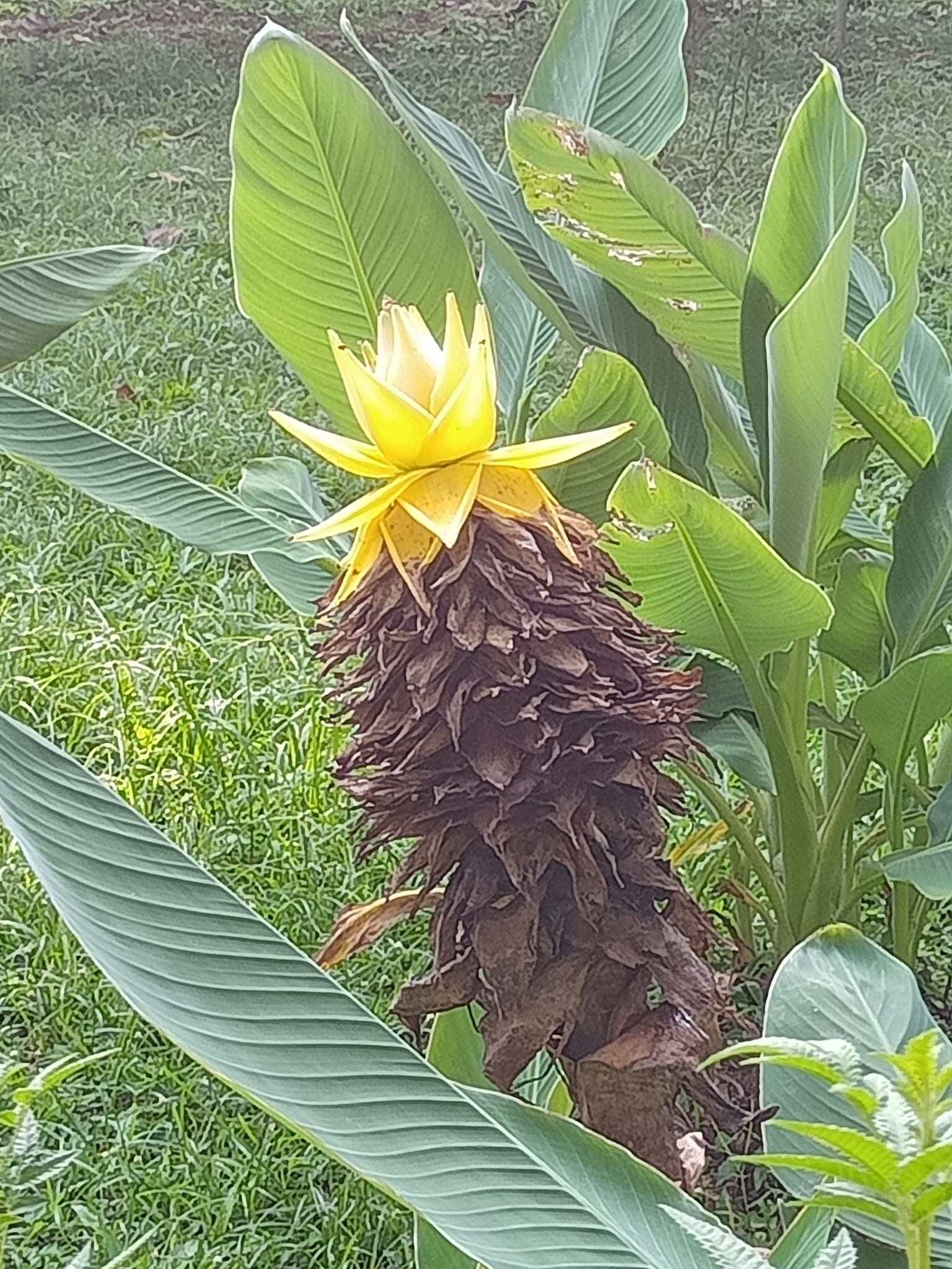 地湧金蓮中國矮蕉