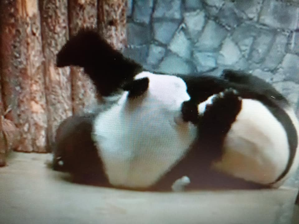 如意、丁丁“翻滾”