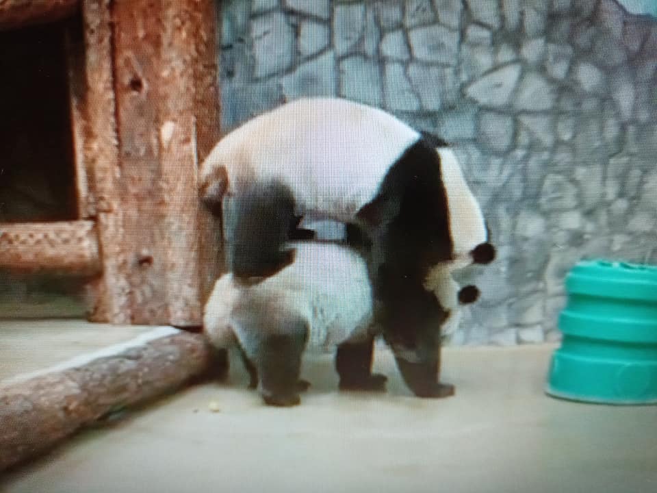 如意、丁丁“翻滾”