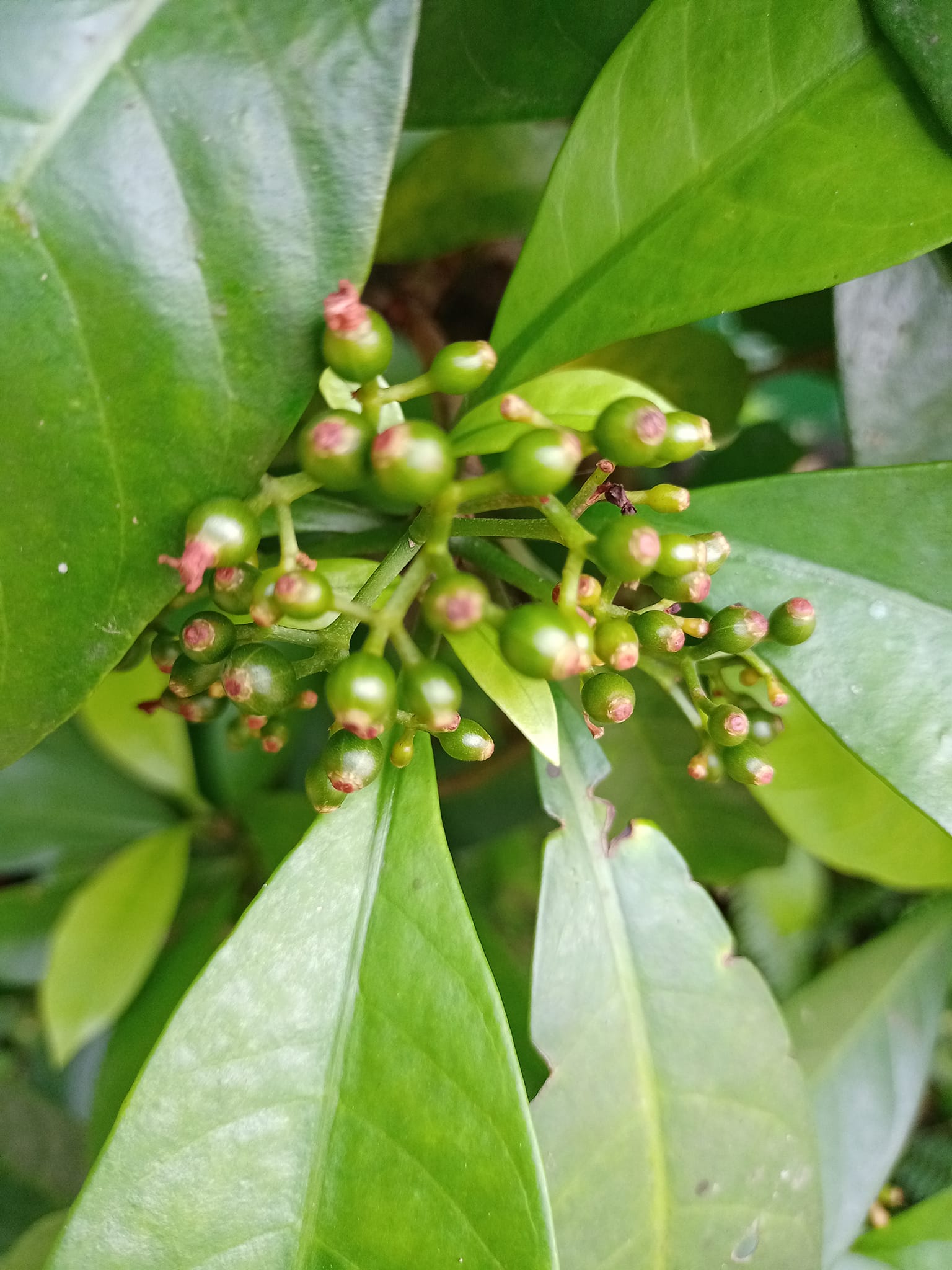 生命增長，九節木