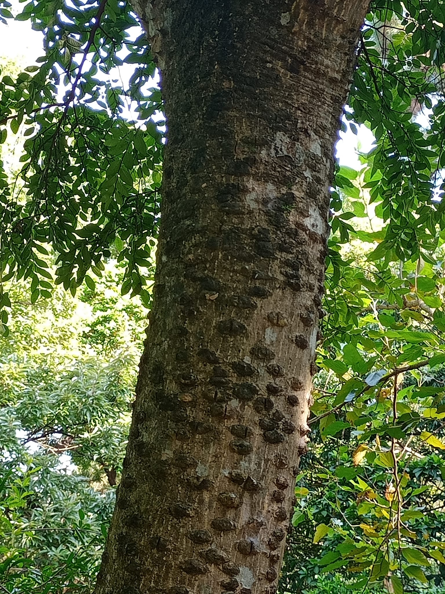 辟邪除惡樹“鳥不踏”
