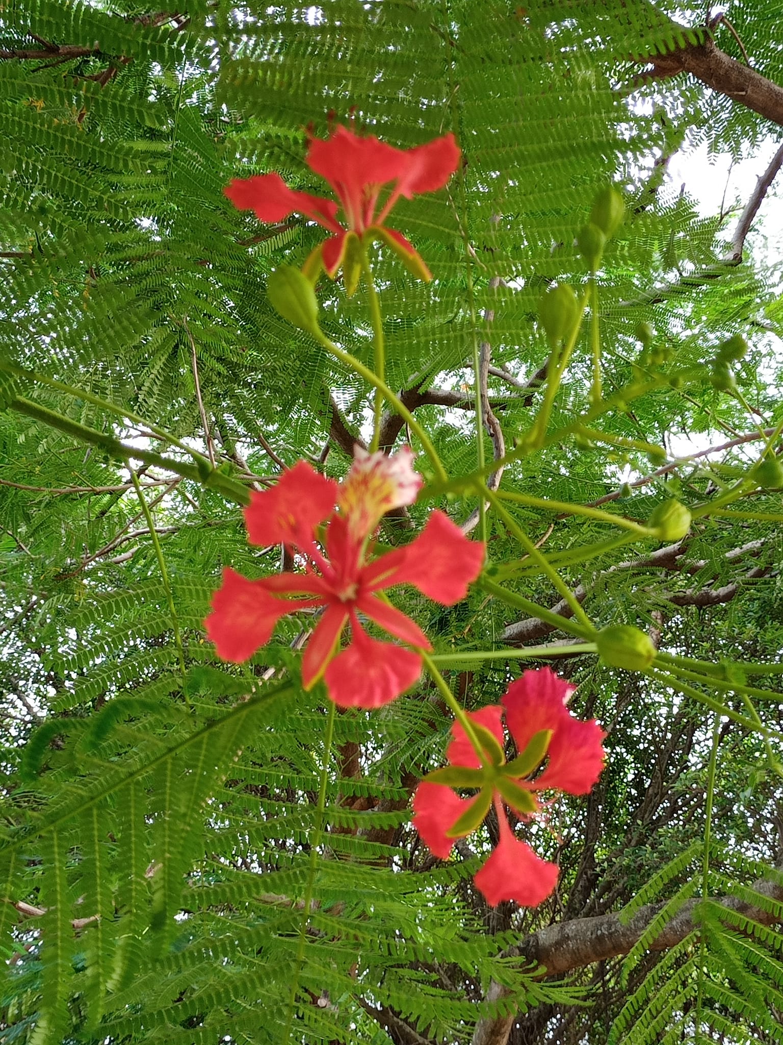 驚奇九月鳳凰花