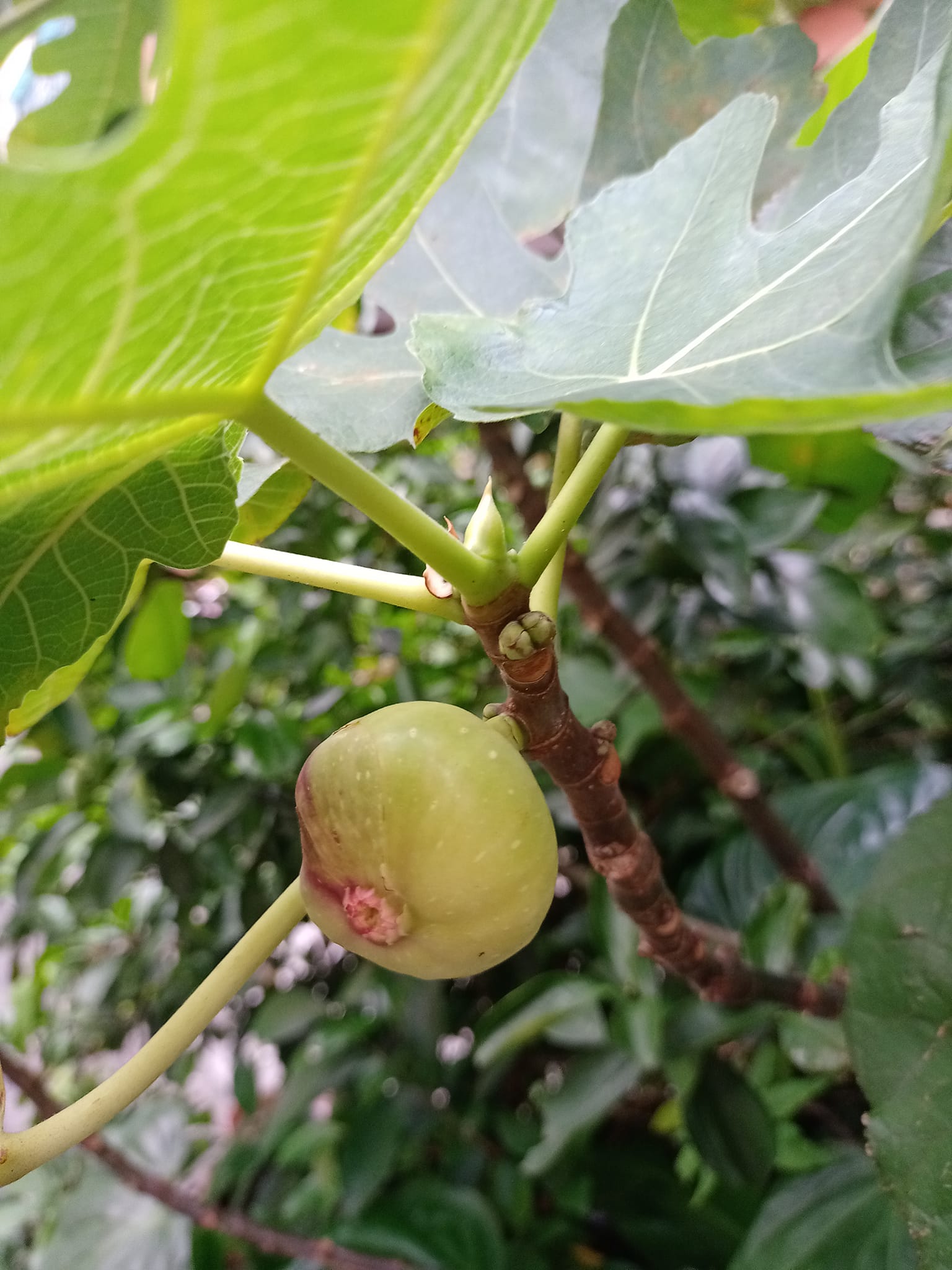 讚嘆無花果人類最早果樹之一