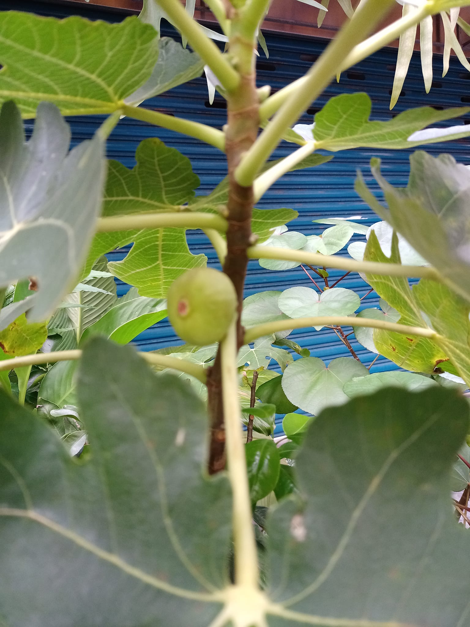 讚嘆無花果人類最早果樹之一