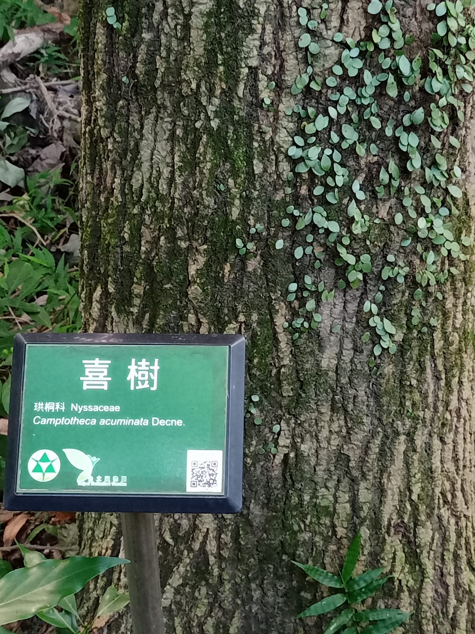 看喜樹，得喜也