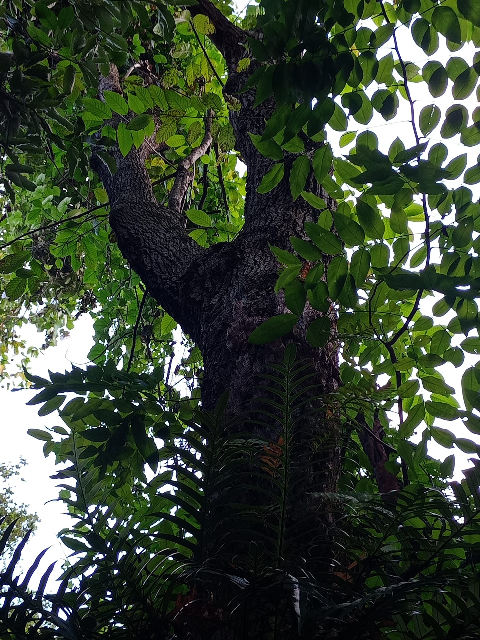 看喜樹，得喜也