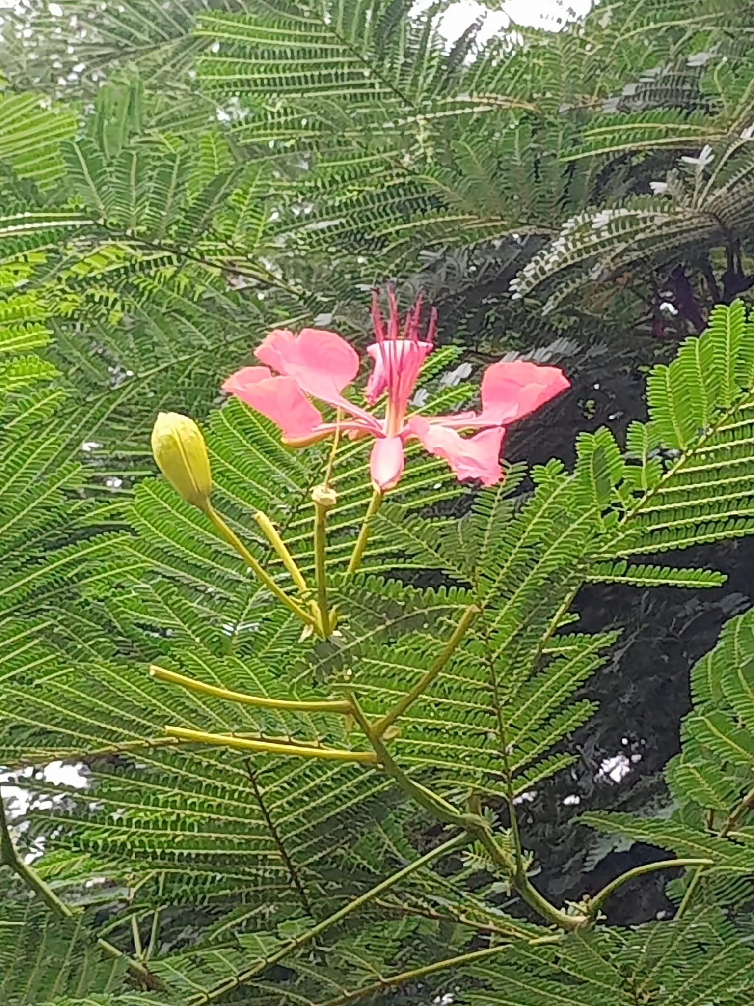 今年最後的鳳凰花
