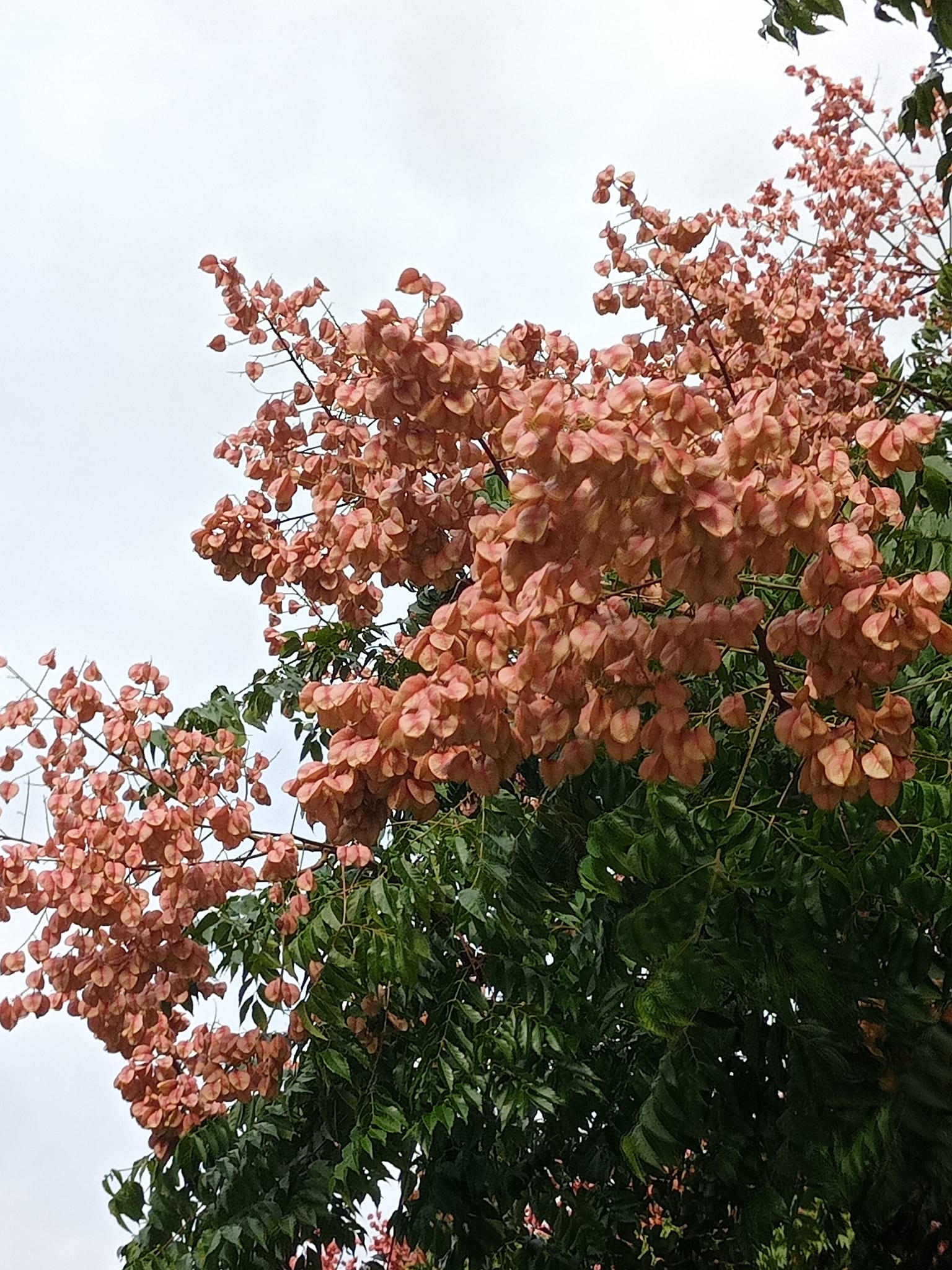 欒樹蒴果紅褐色