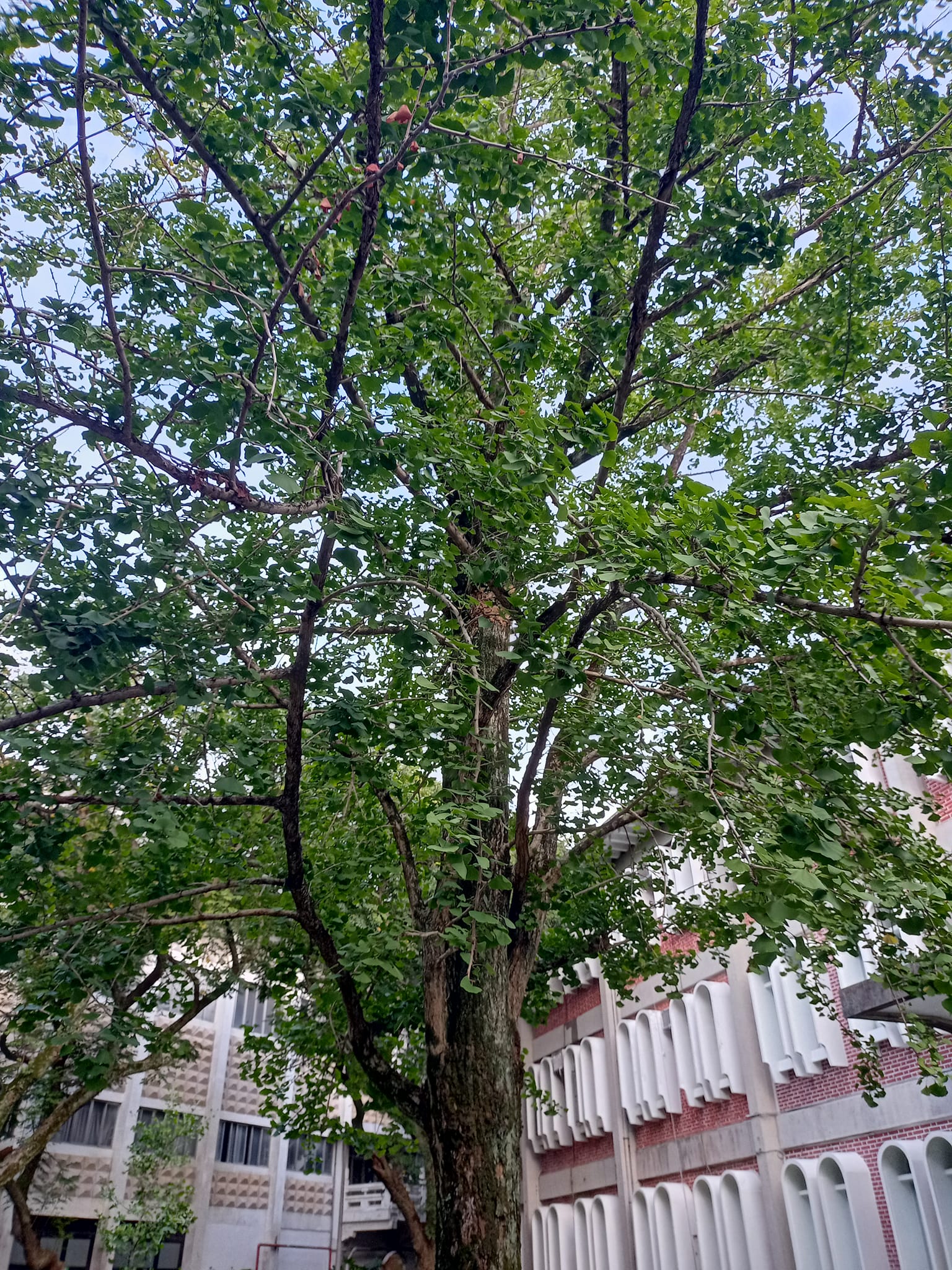 銀杏樹下想很多