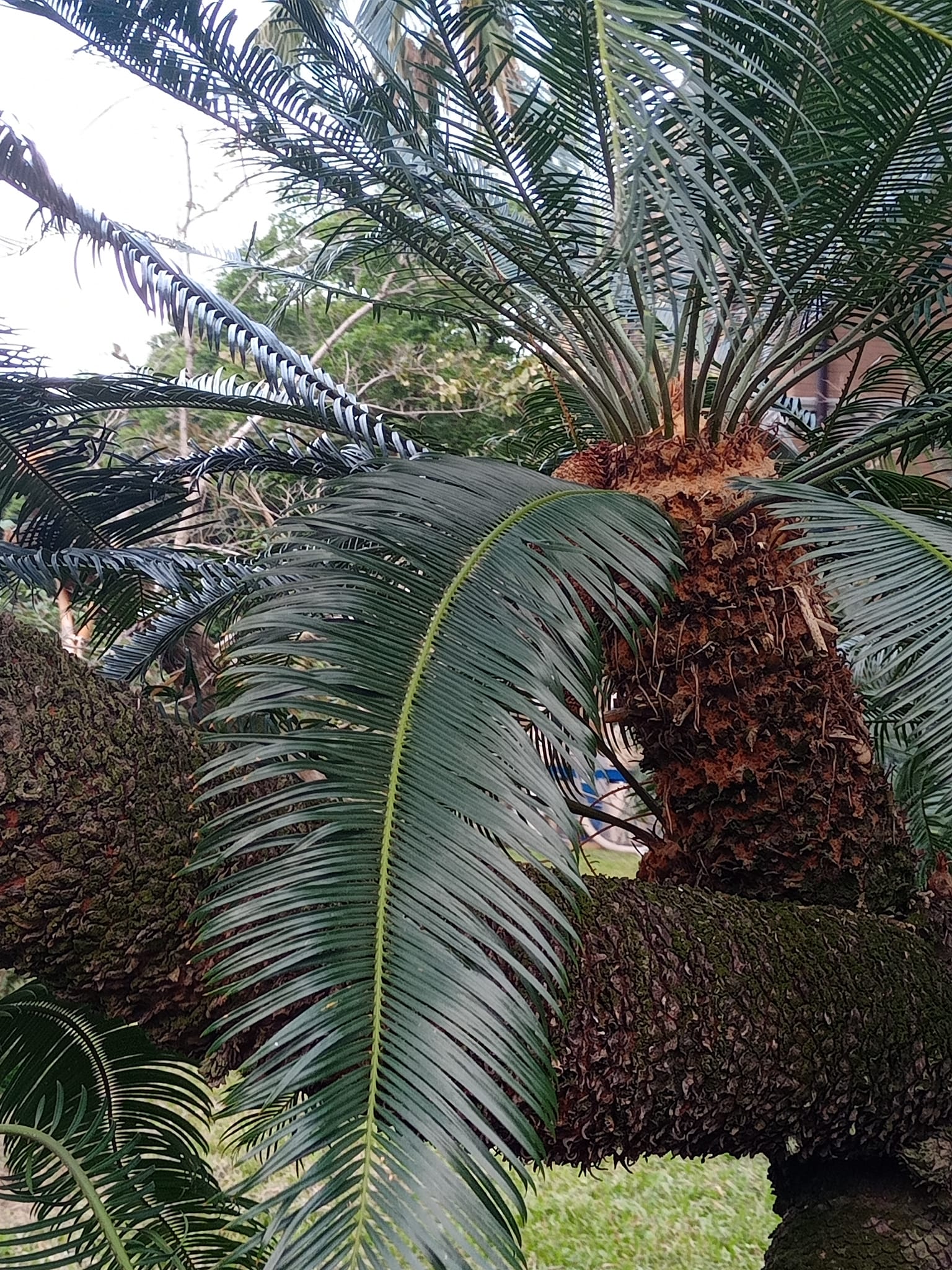 葉如鳳尾台東蘇鐵稱奇樹