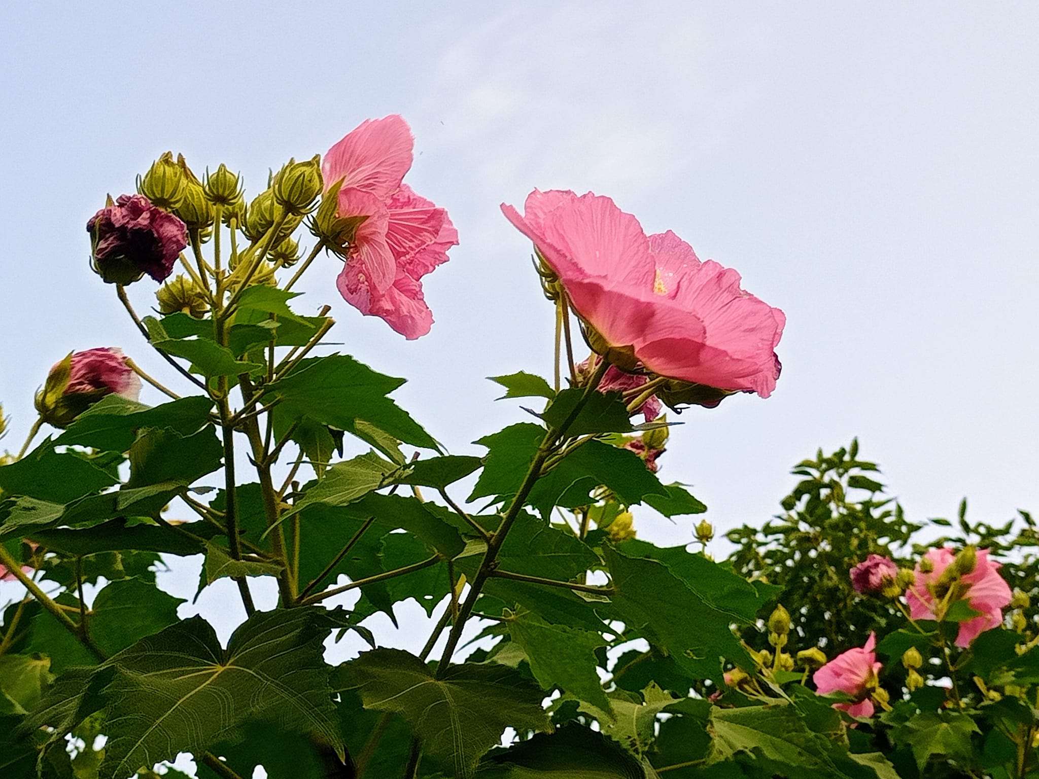 木芙蓉向天爭寵