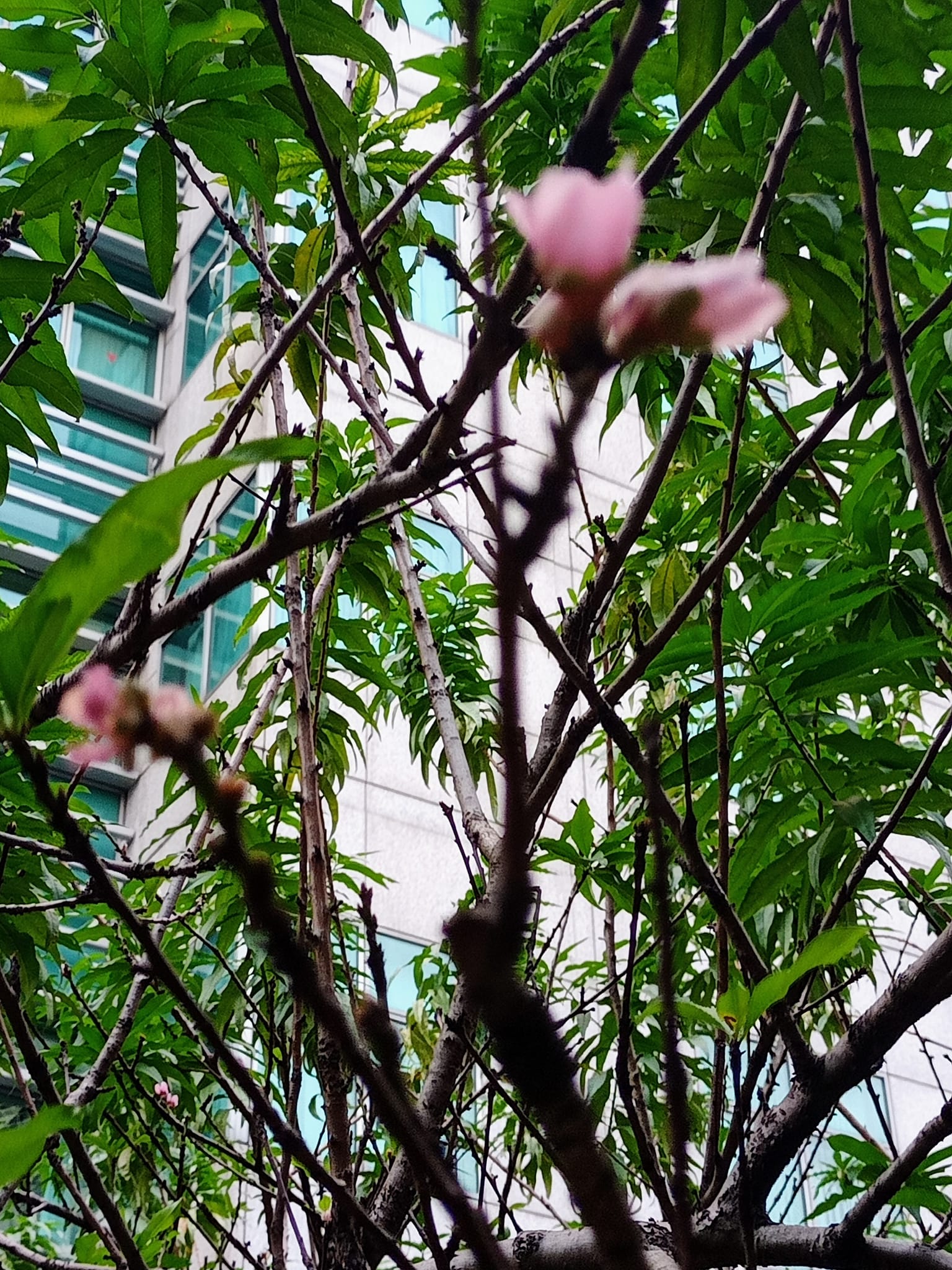 驚，此時桃花開了