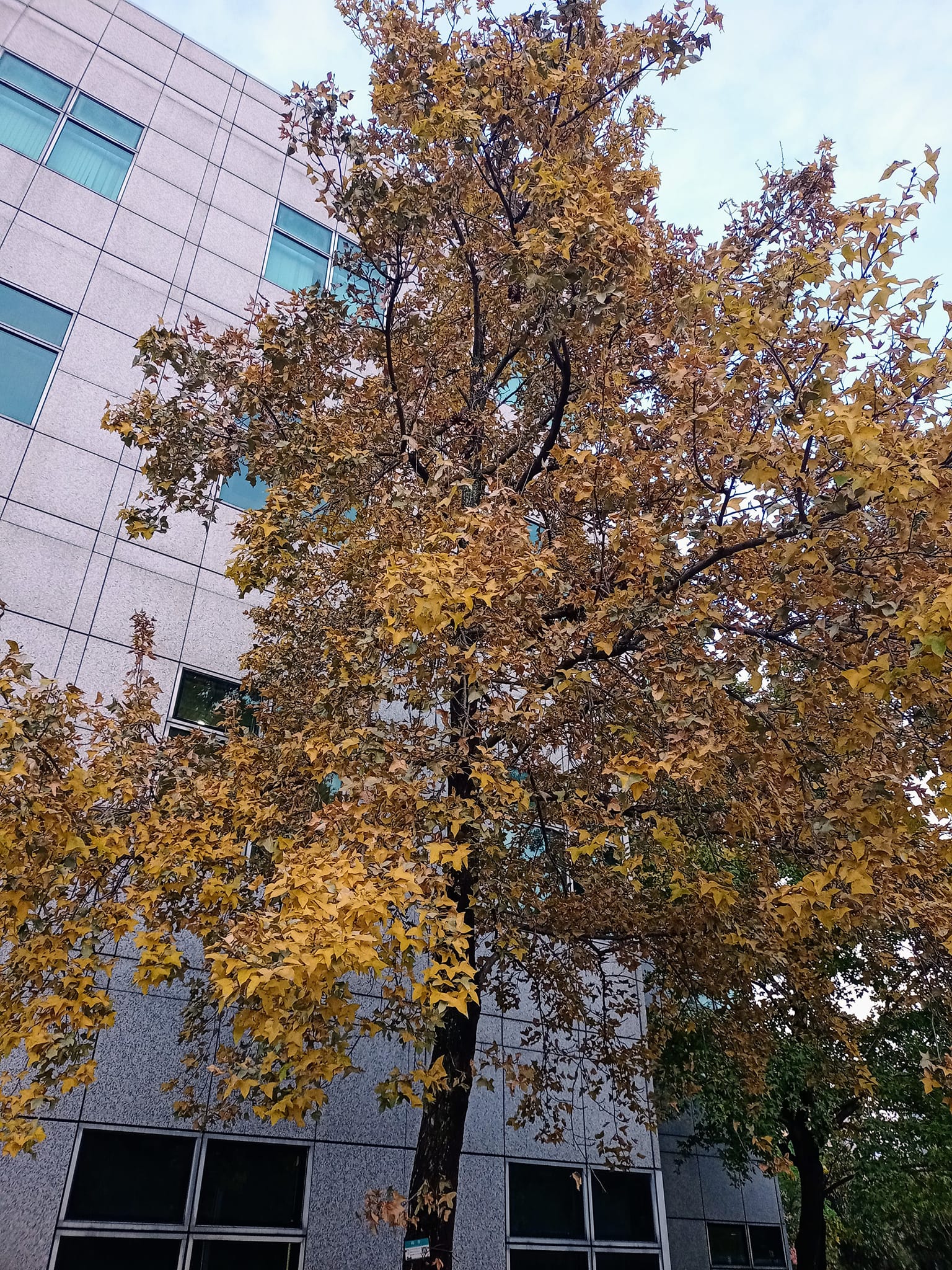 楓香不是楓葉子變黃秋冬風華