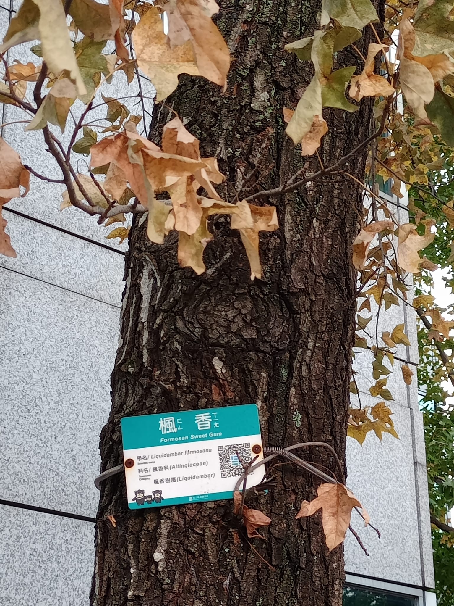 楓香不是楓葉子變黃秋冬風華