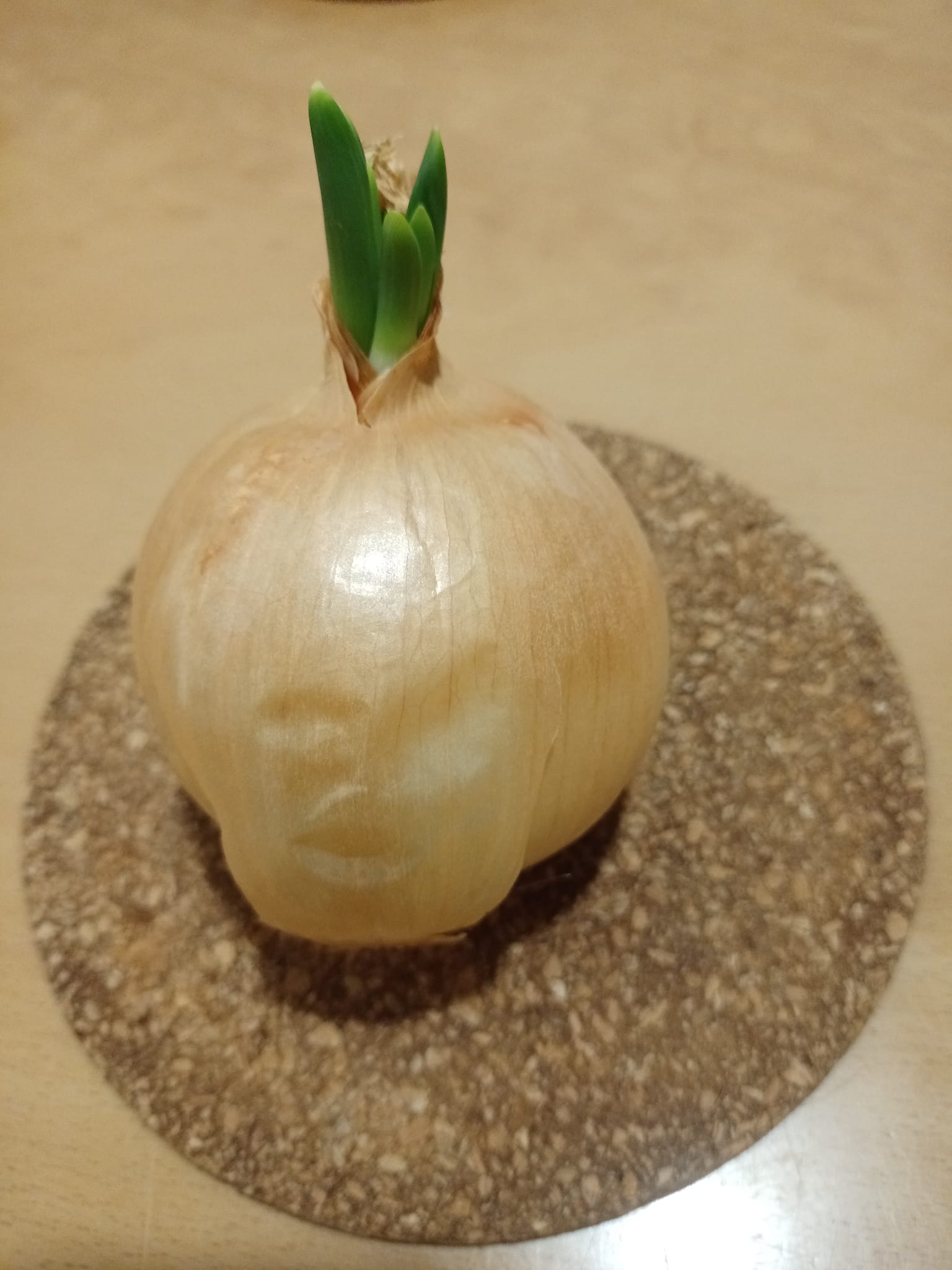 洋蔥吐綠芽新希望象徵